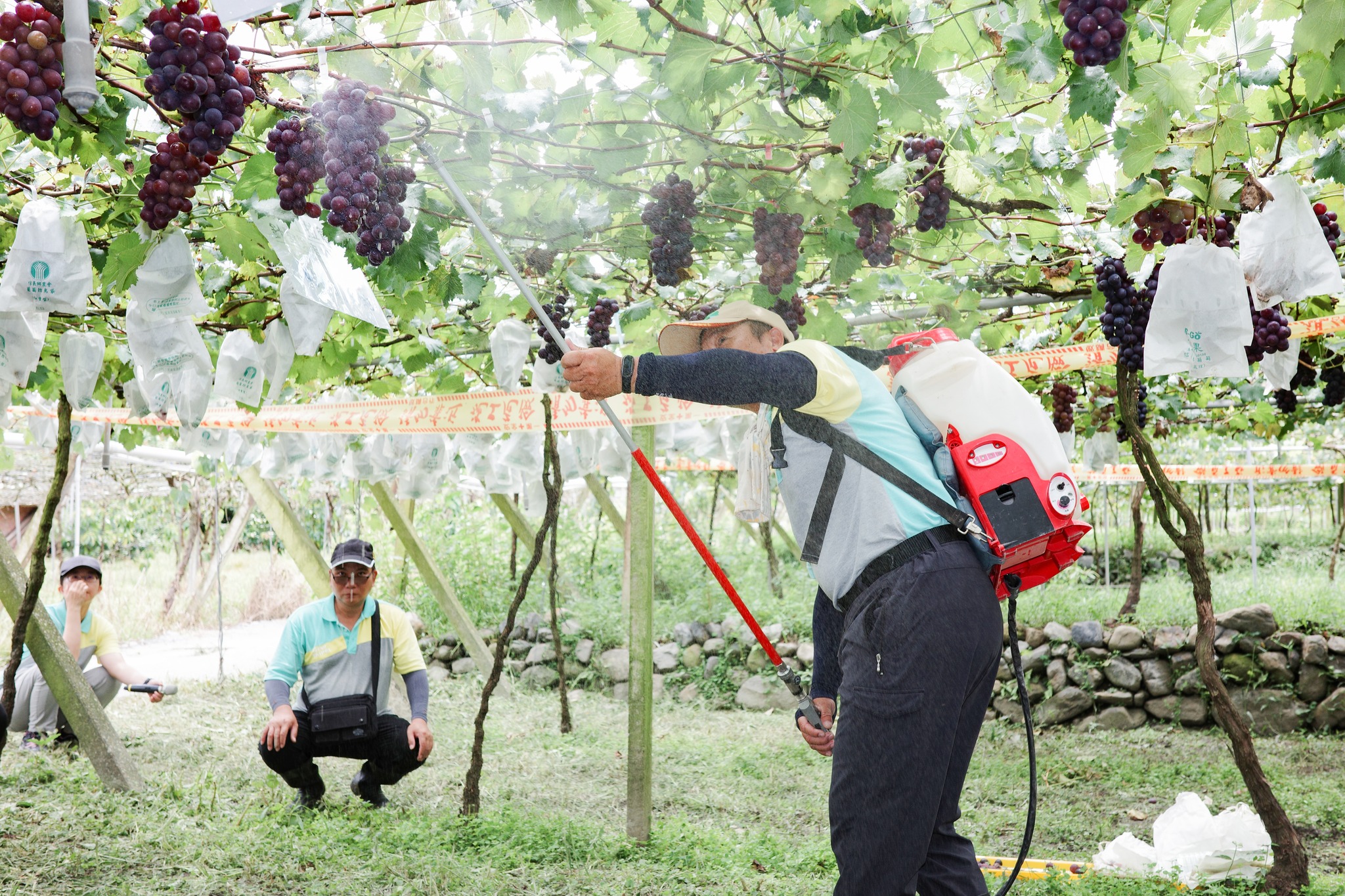 田間實際操作U型噴頭逐串噴 農友張藝耀於田間分享操作心得。