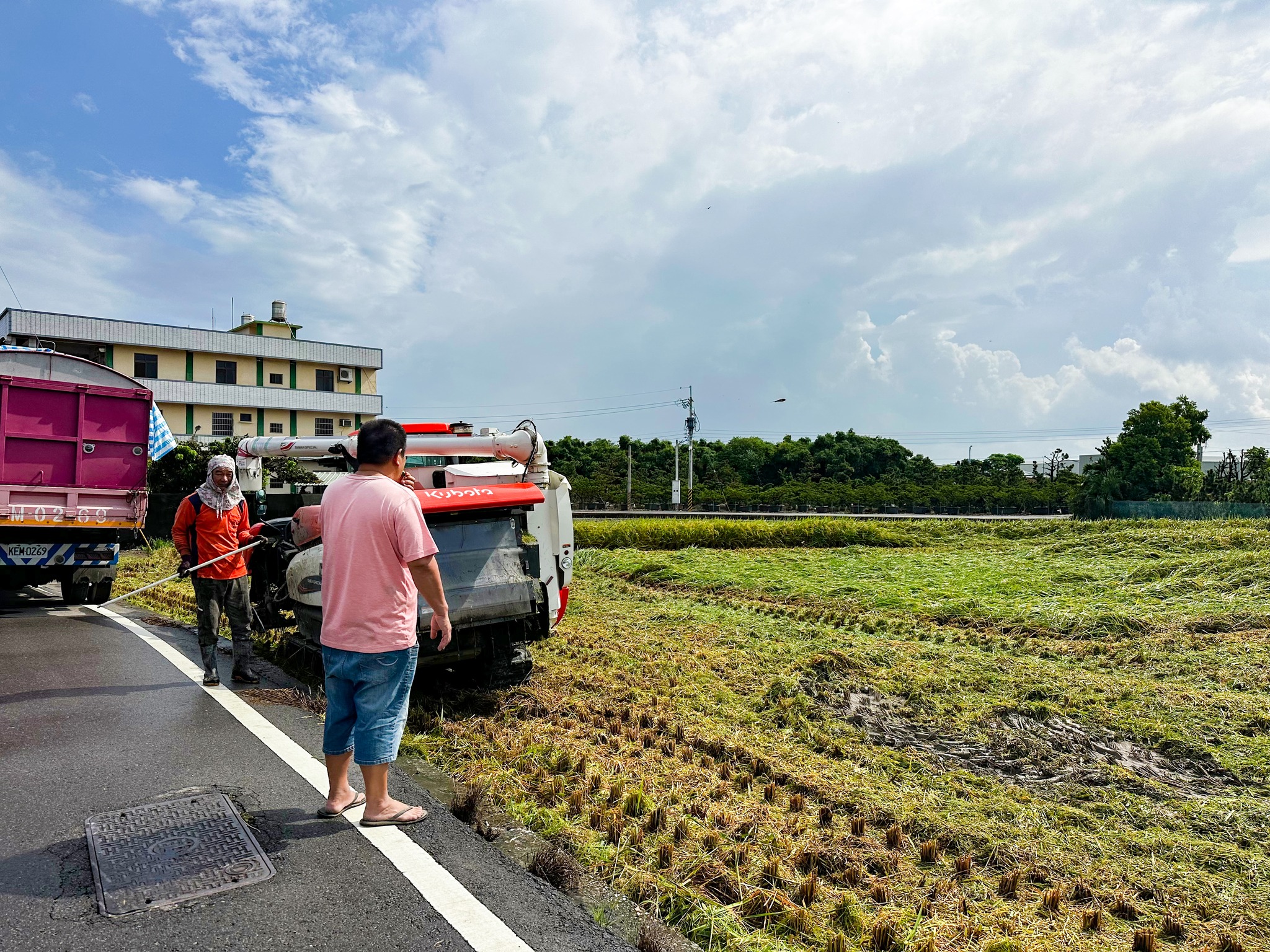 農友正在緊急搶收中。