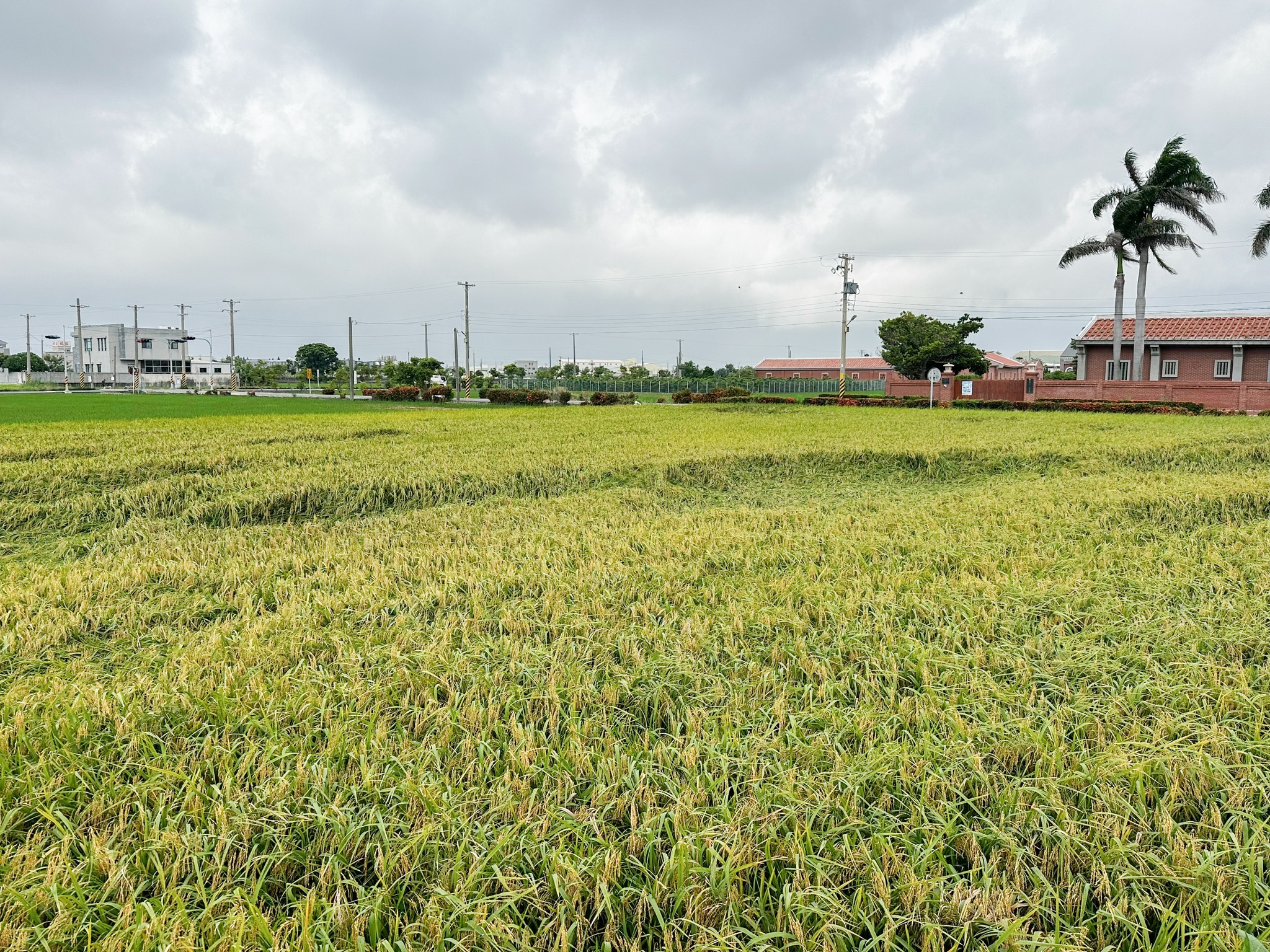 水稻因強降雨積水導致部分倒伏。
