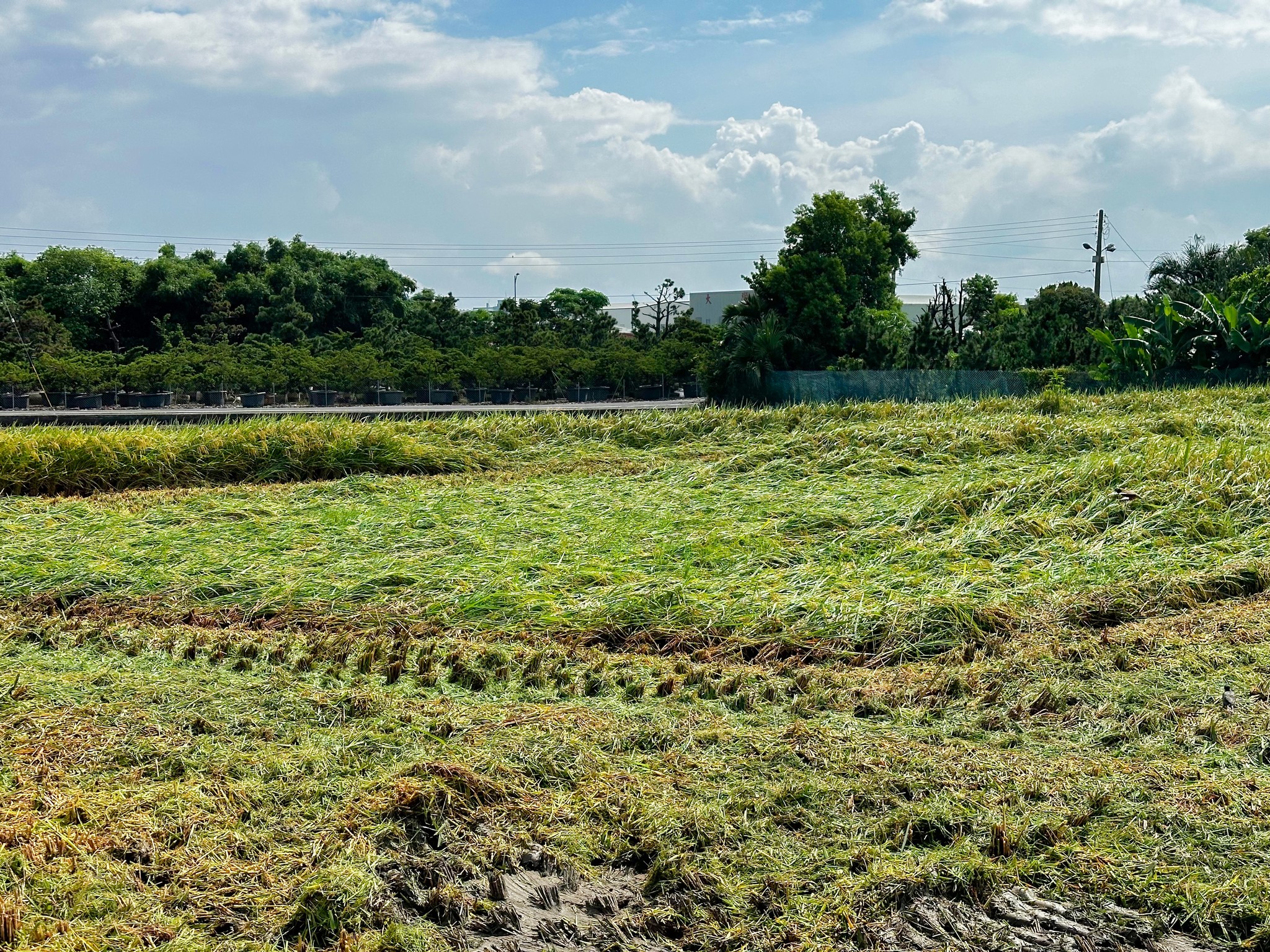 鹿港本次因強降雨積水,導致部分田區出現倒伏現象。