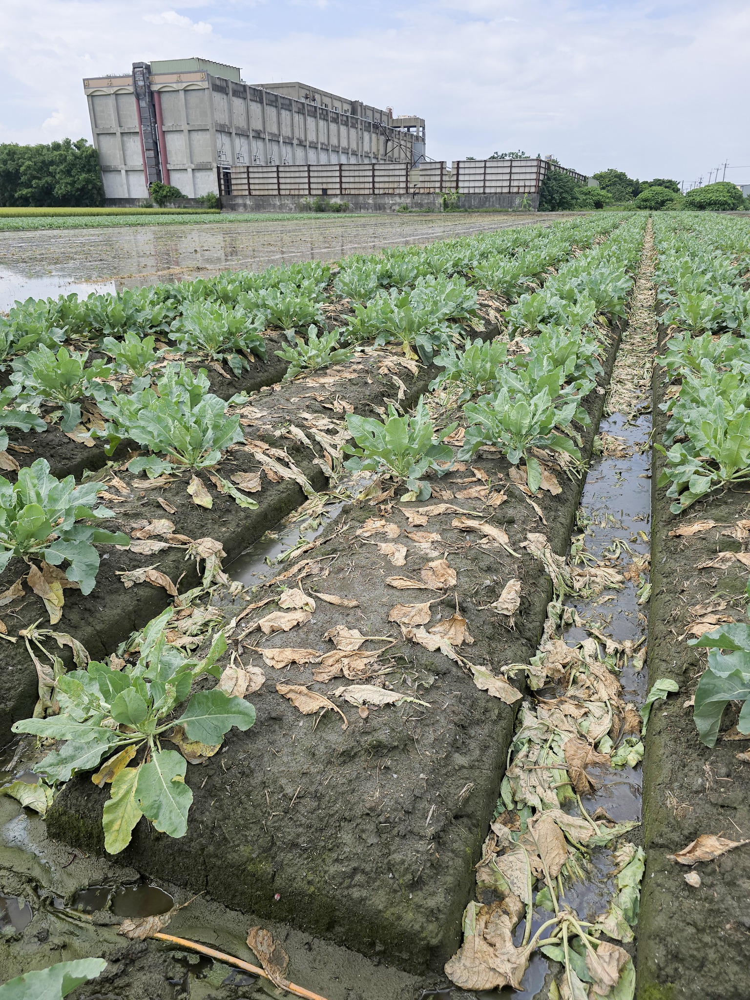 埔鹽鄉花椰菜受損嚴重甚至植株腐爛死亡,農友已做初步清園,已建議加強清園、排水並噴施殺菌劑,避免病蟲害蔓延。