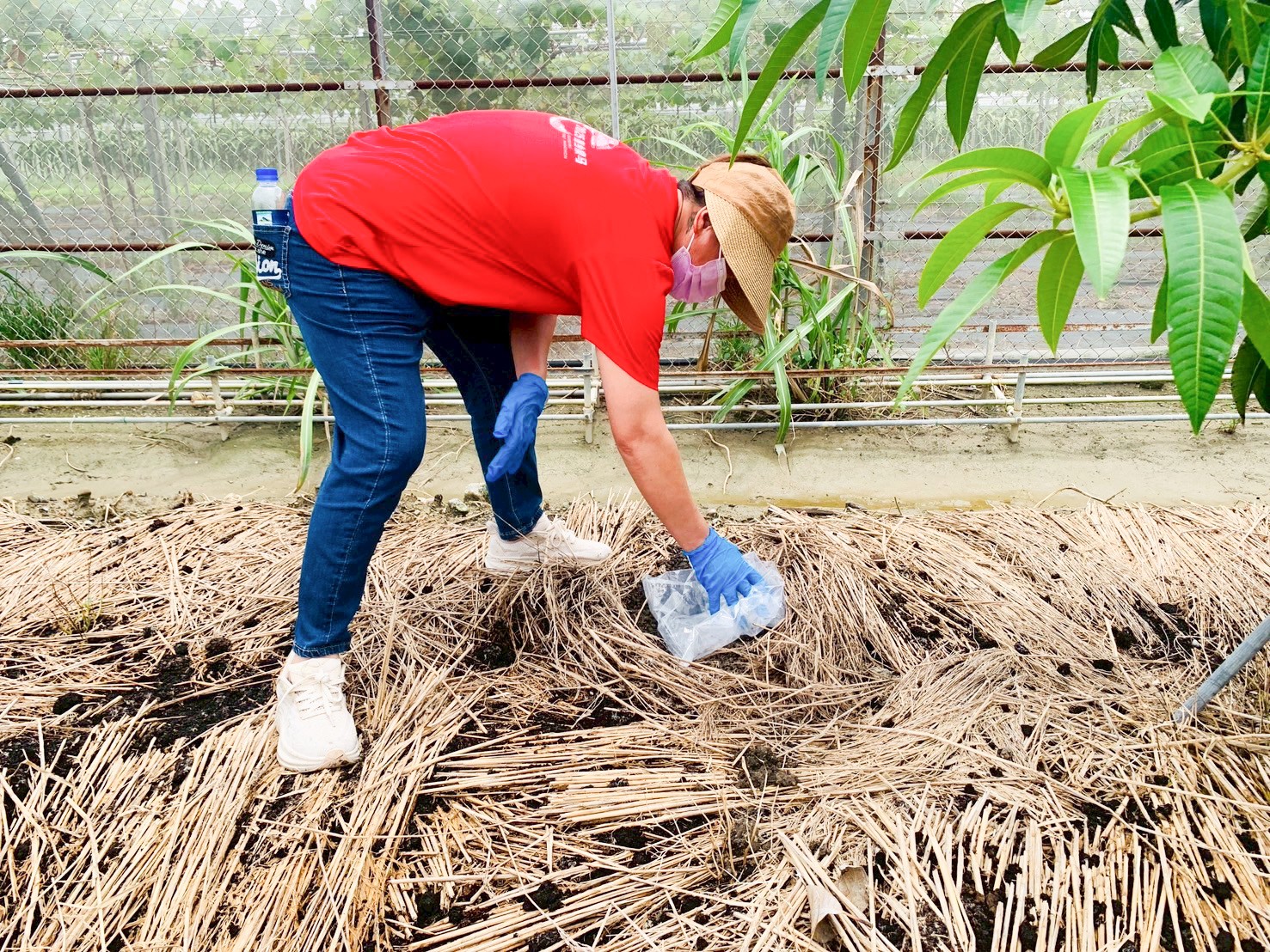 學員學習田間施肥實作。