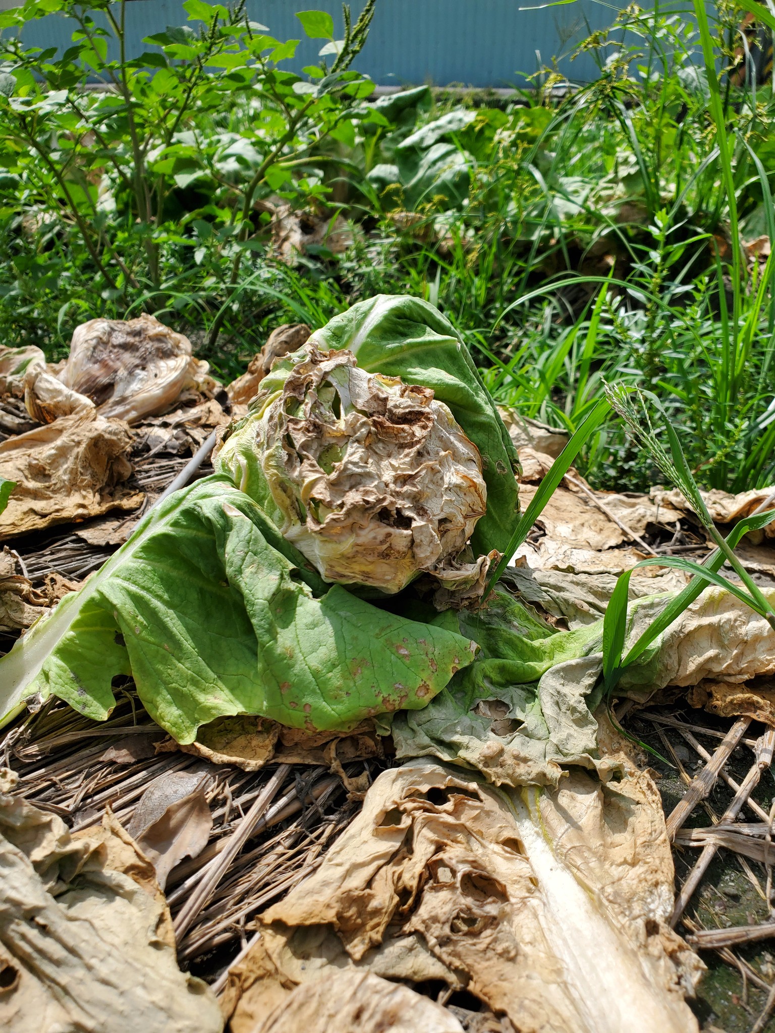 埤頭鄉包心白菜受損,農友已做初步清園,已建議加強清園、排水並噴施殺菌劑,避免病蟲害蔓延。