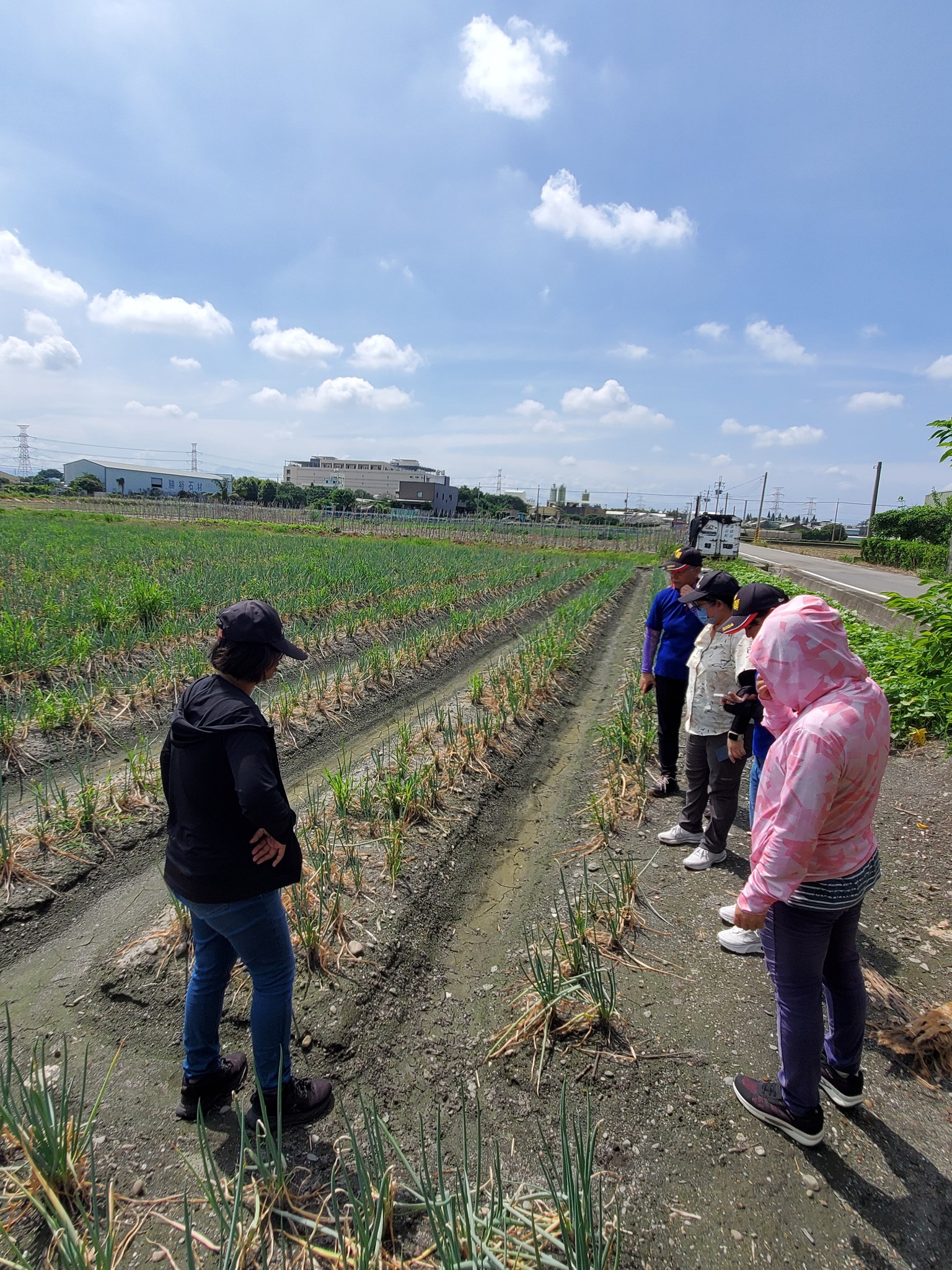 埤頭鄉青蔥受損,農友已做初步清園,已建議加強清園、排水並噴施殺菌劑,避免病蟲害蔓延。