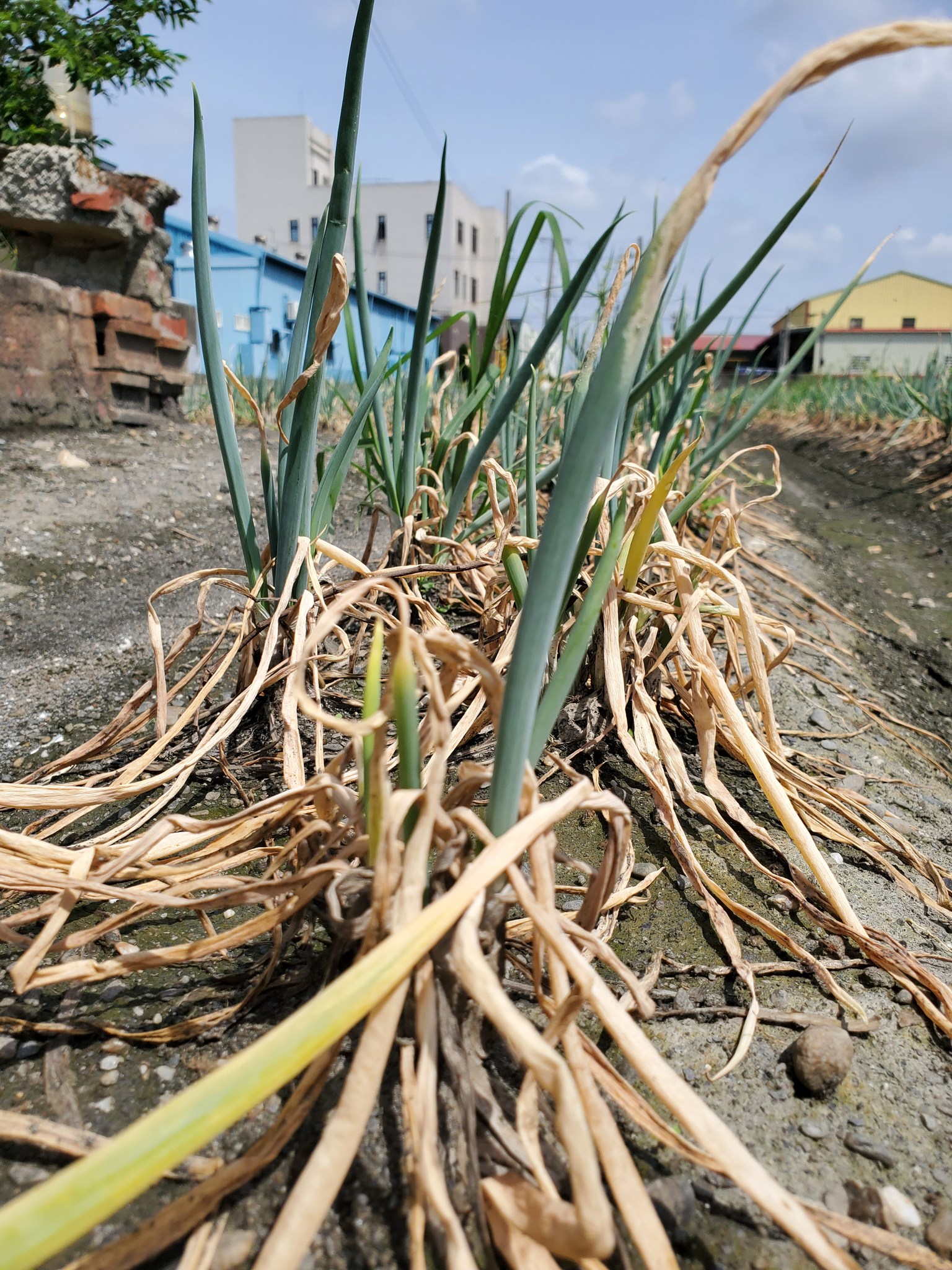 埤頭鄉青蔥受損,農友已做初步清園,已建議加強清園、排水並噴施殺菌劑,避免病蟲害蔓延。
