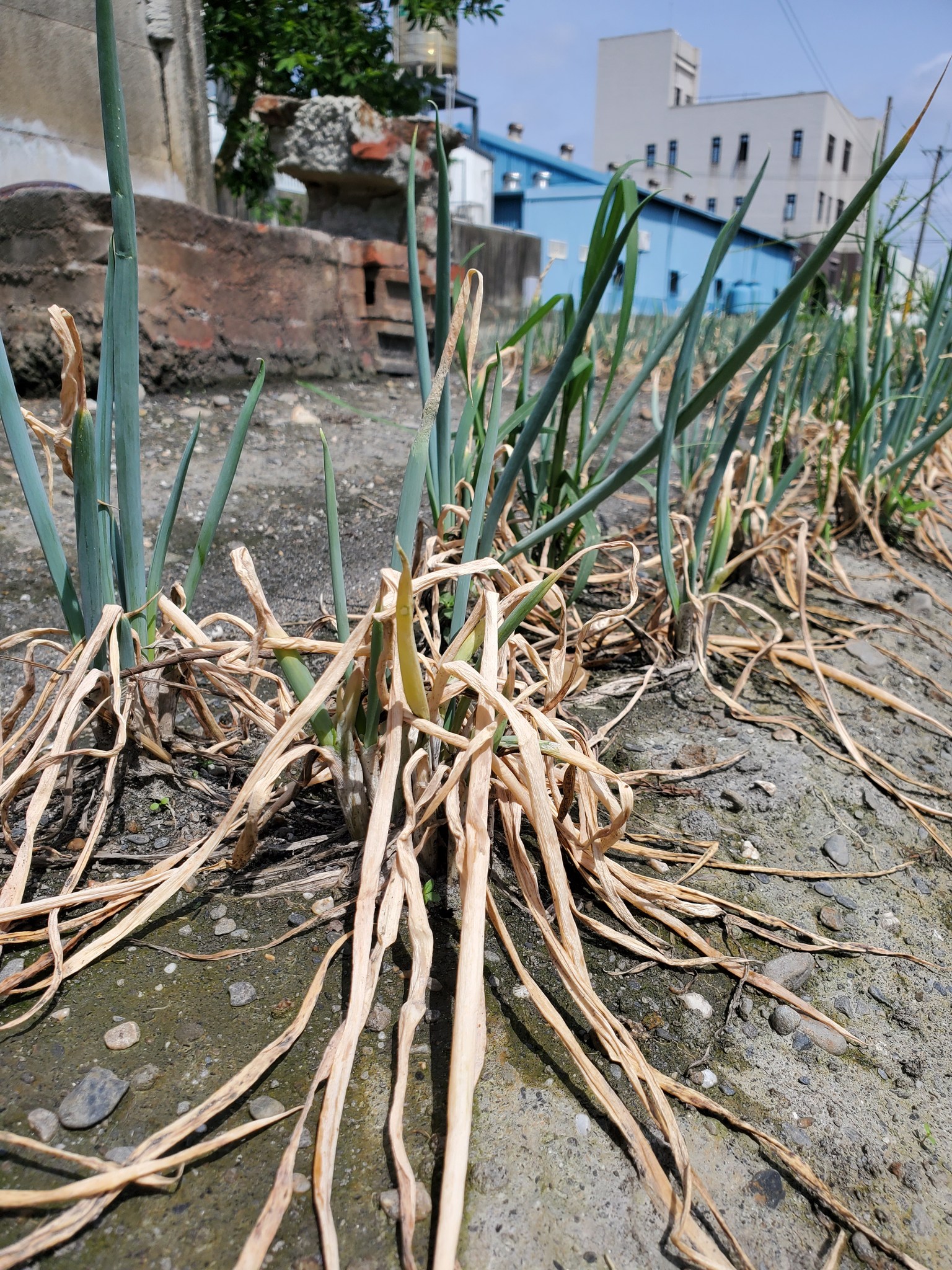埤頭鄉青蔥受損,農友已做初步清園,已建議加強清園、排水並噴施殺菌劑,避免病蟲害蔓延。