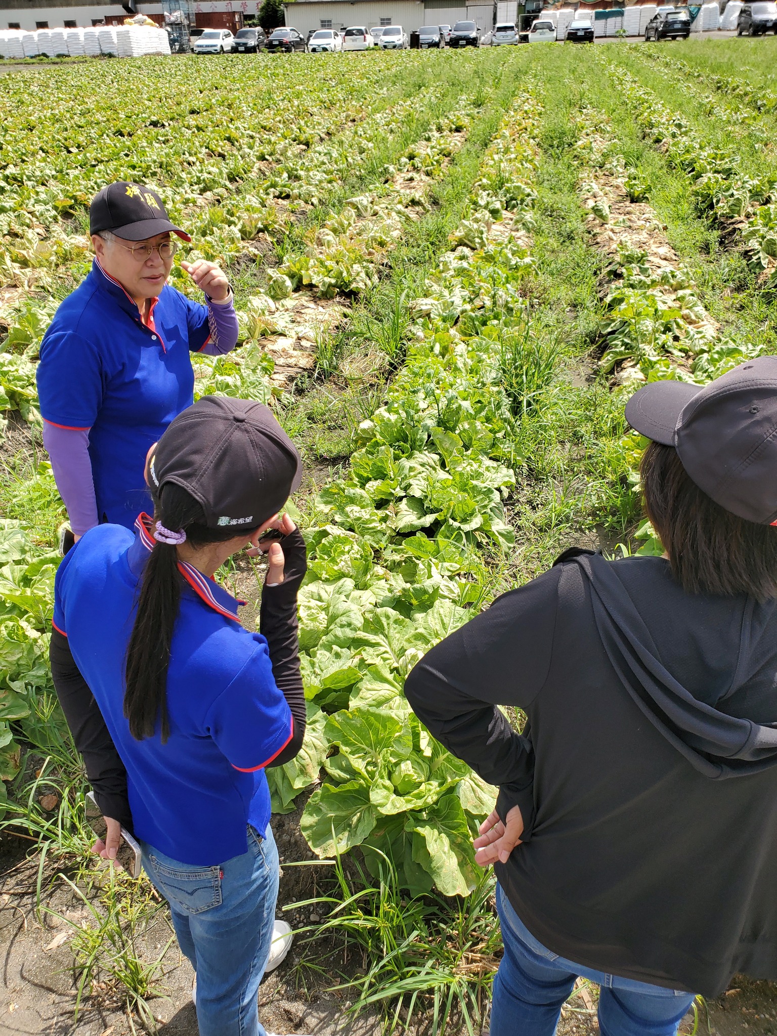 埤頭鄉包心白菜受損,農友已做初步清園,已建議加強清園、排水並噴施殺菌劑,避免病蟲害蔓延。