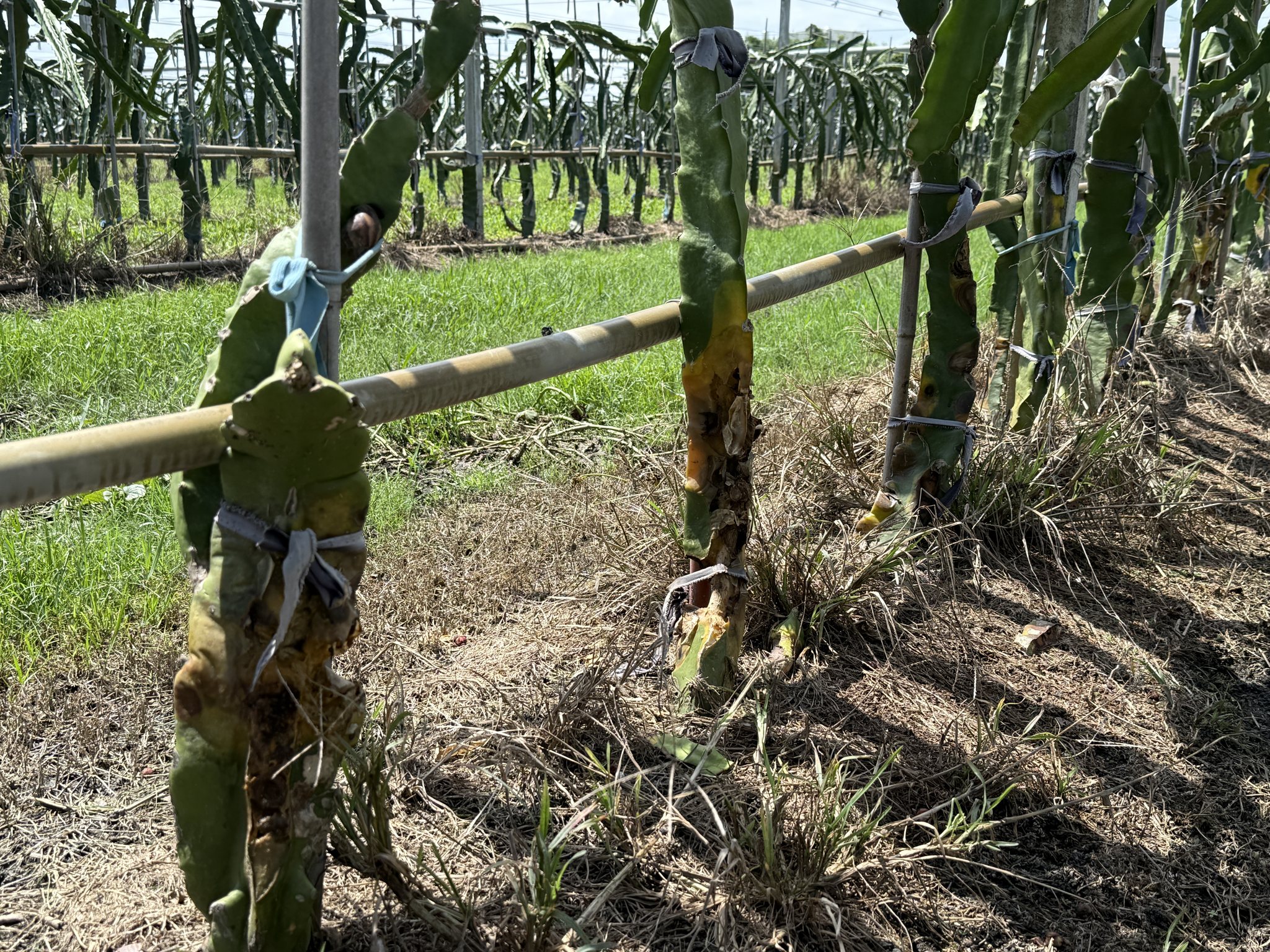 紅龍果莖腐病發生狀況嚴重,將影響植株生長勢與後續產果狀況。