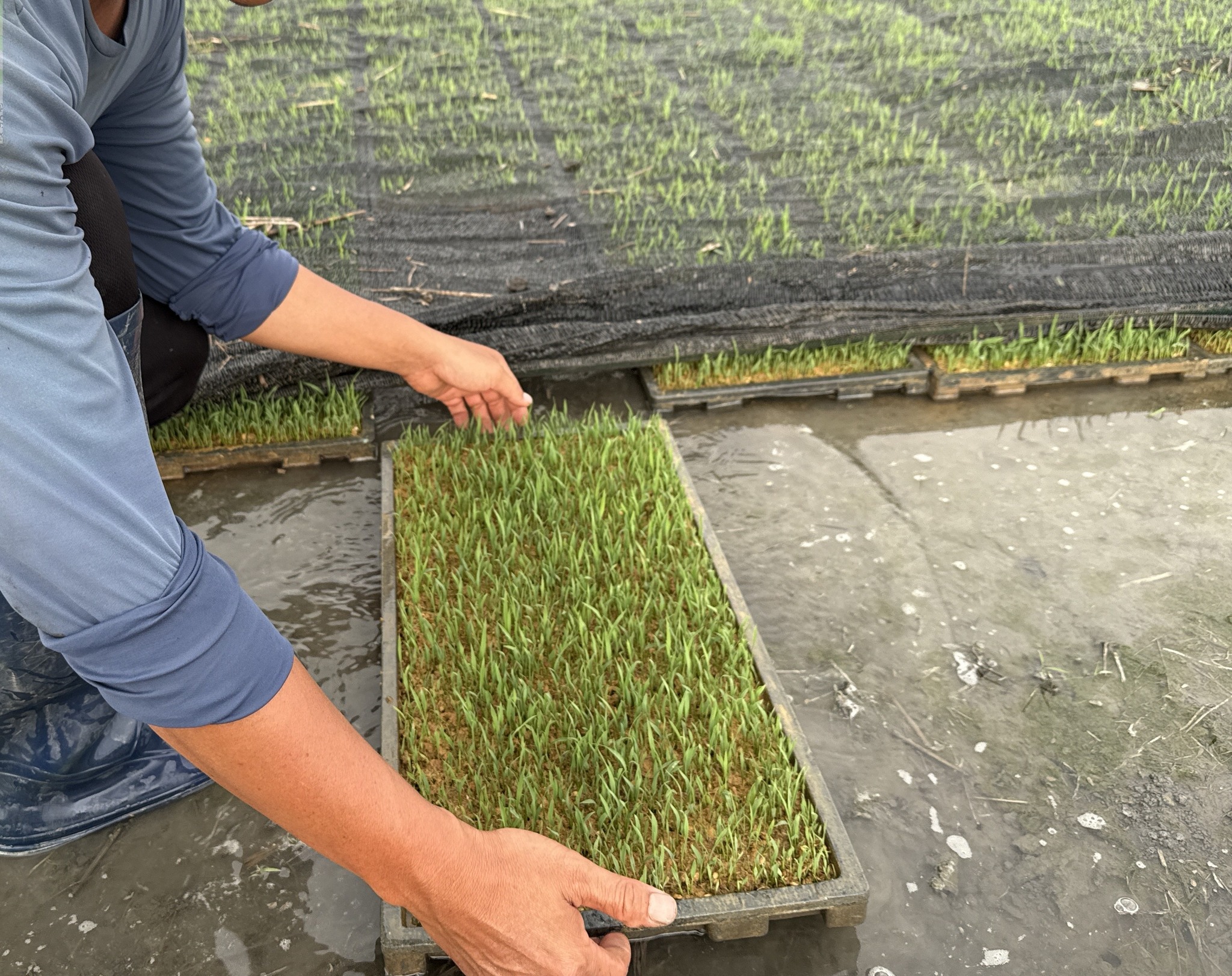 陳位信負責人查看二期作水稻秧苗發育狀況。