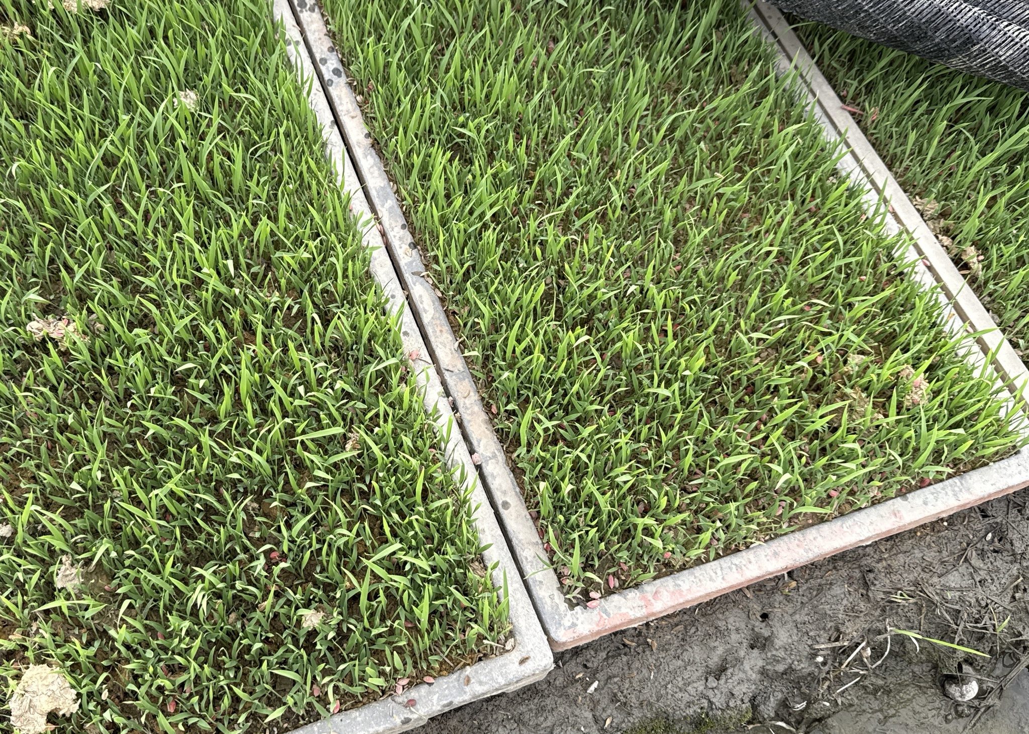 秧苗發育不整齊的狀況尤以先知稻較為嚴重。