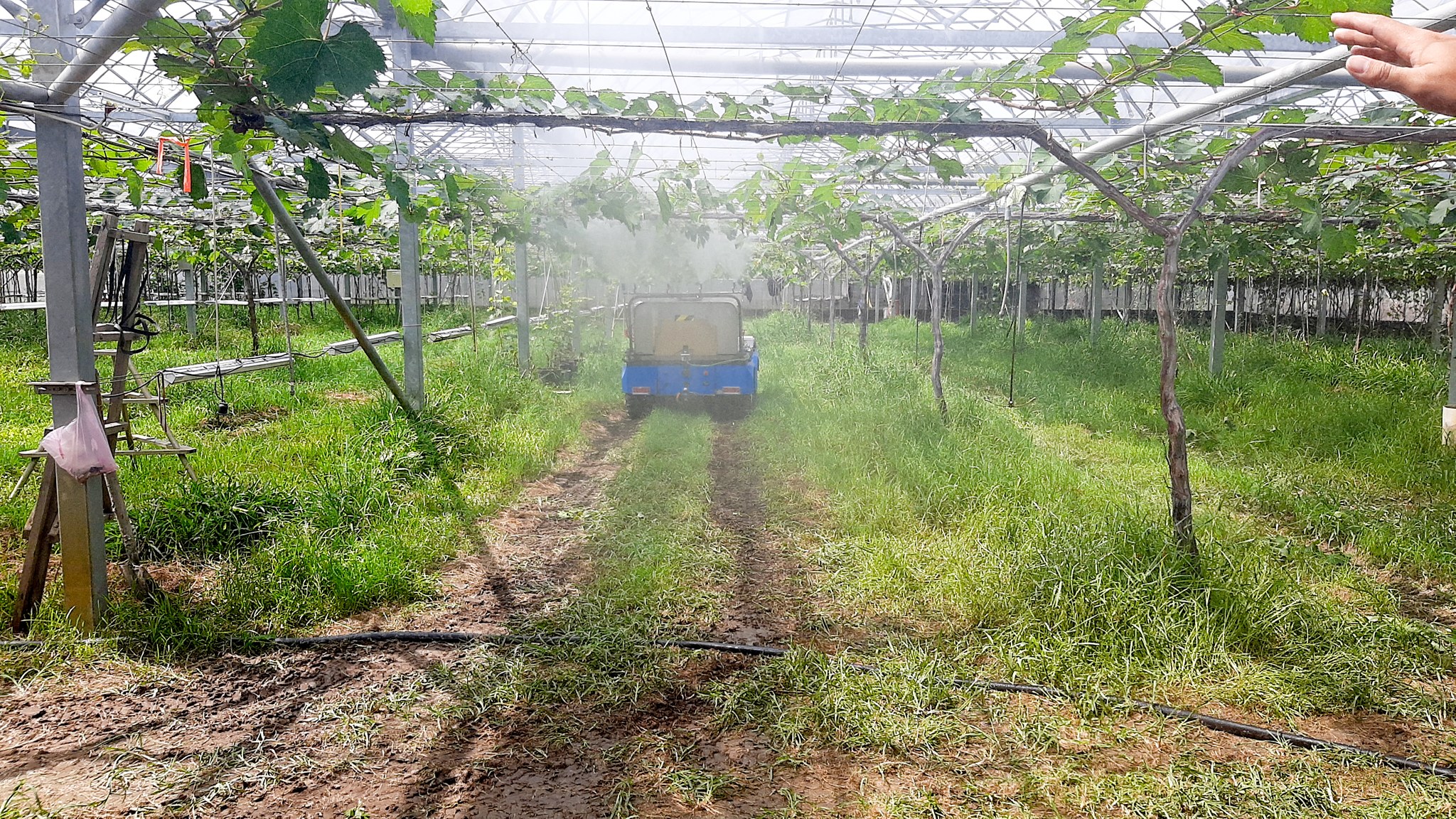 於葡萄溫室展示無人自走式噴霧機作業。