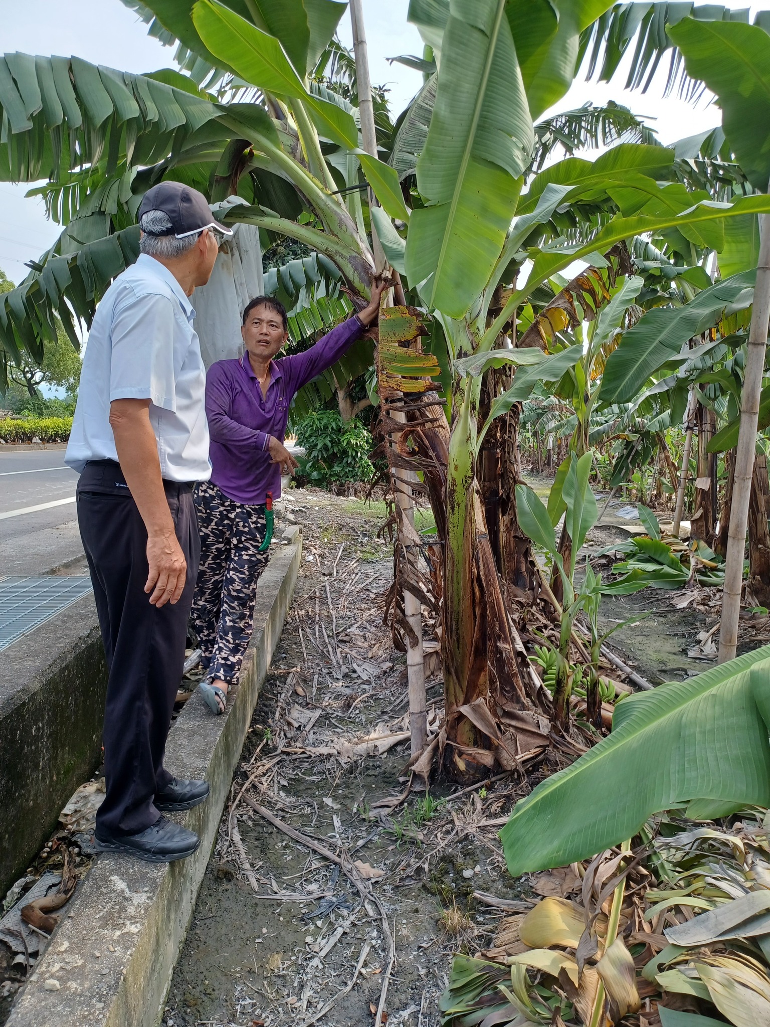 改良科楊嘉凌科長率隊關心木瓜與香蕉農友災損與復原情形。