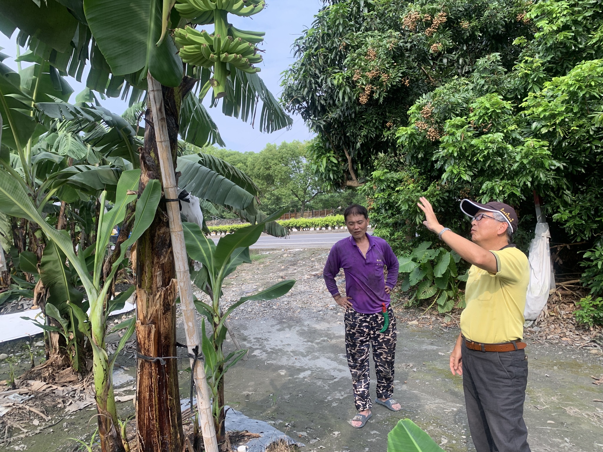 香蕉葉片數和果串需注意比例關聯。