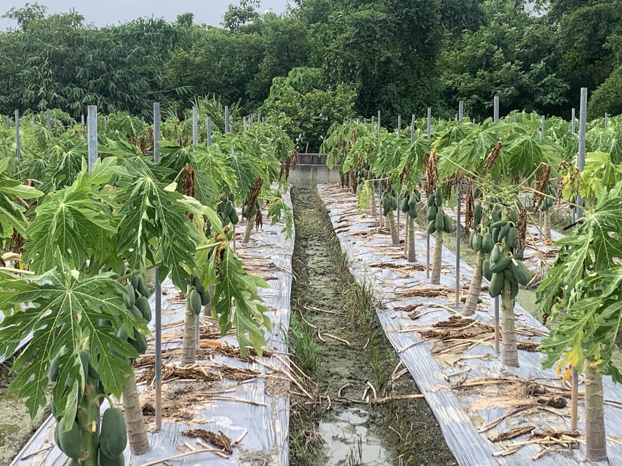 木瓜園災後復耕情況。