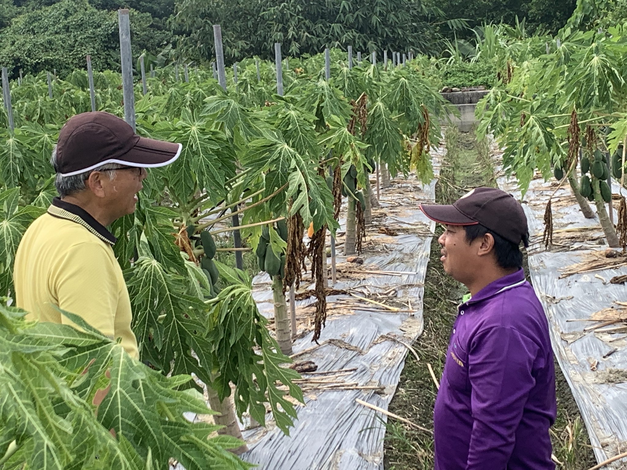 木瓜果實達商品標準應儘早採收,病果需移出果園,不可棄置於畦面。