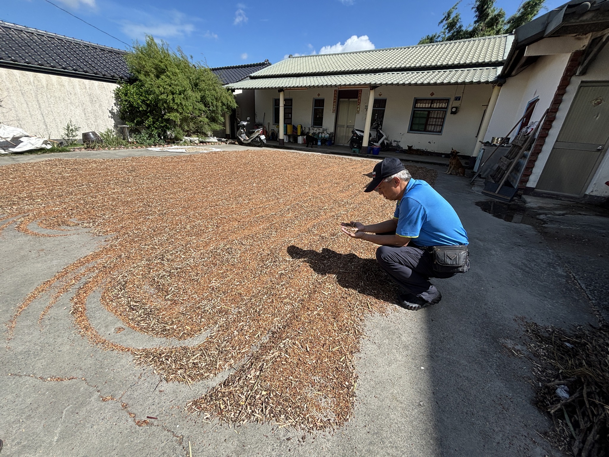 高粱需加強種原篩選。