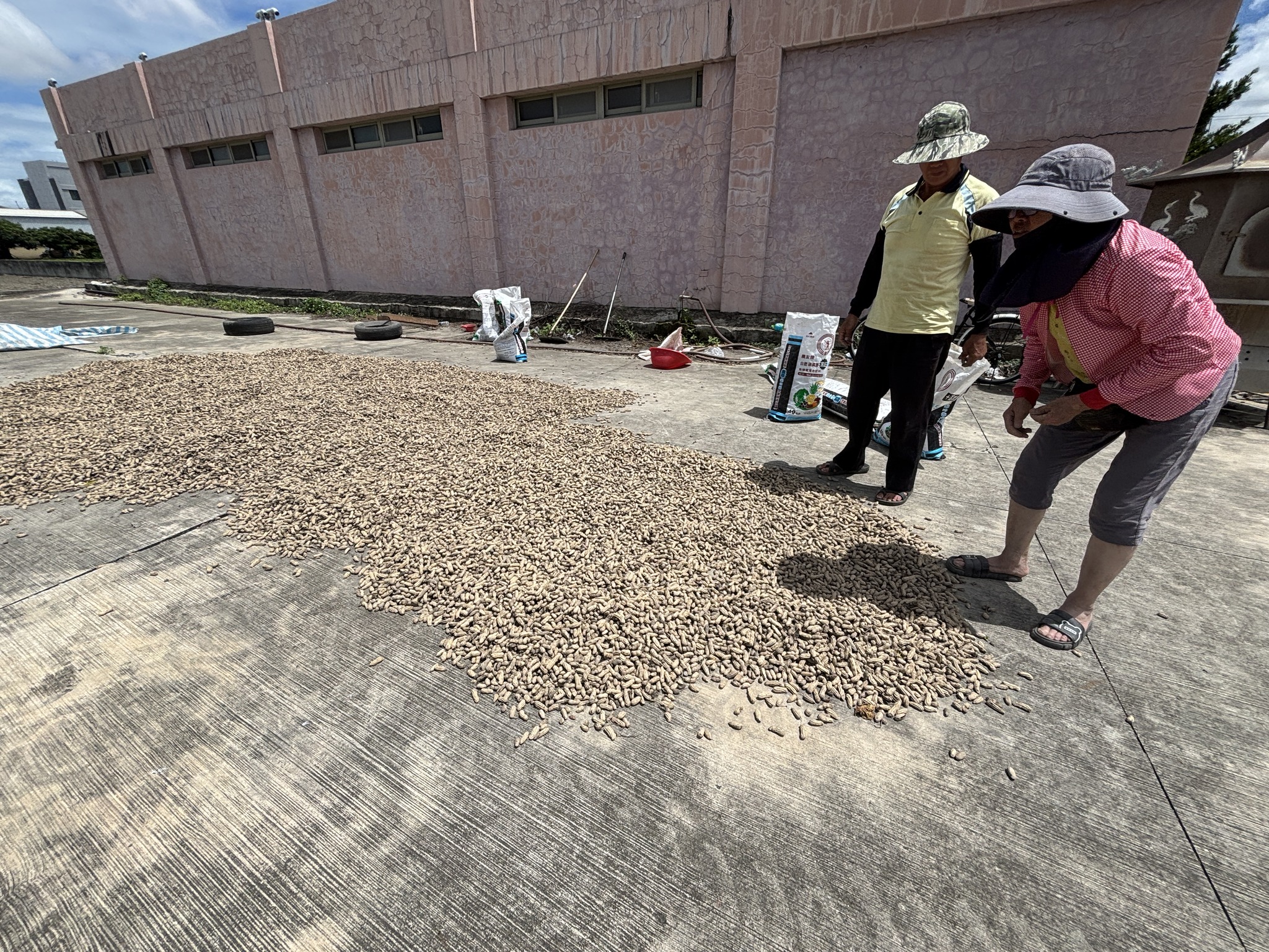 落花生需加強種原篩選。