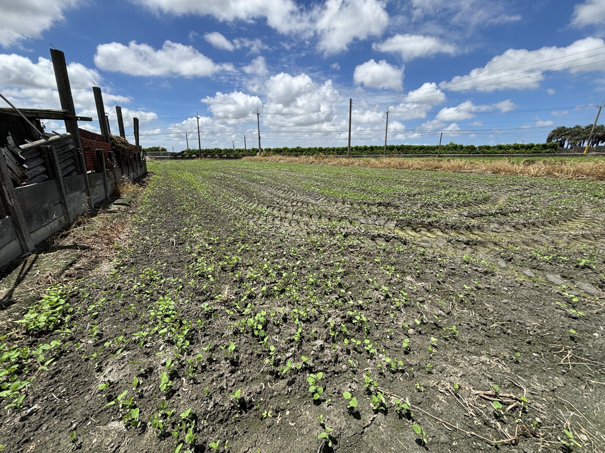 大豆田區請儘早進行翻耕作業。