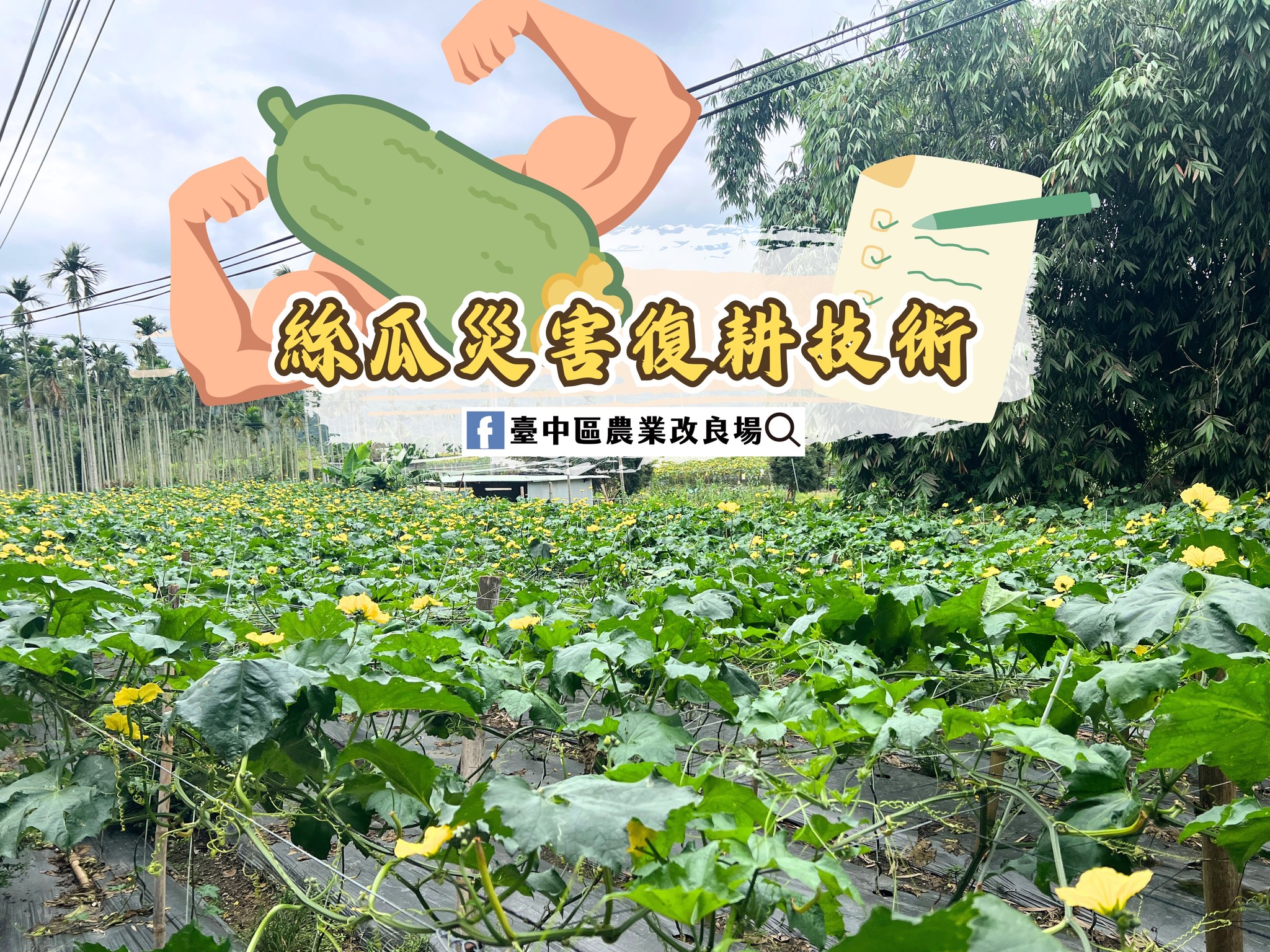 07月21日 絲瓜災害復耕技術-為加速農友未來進行復耕作業 本場提供絲瓜復耕指引提供參考