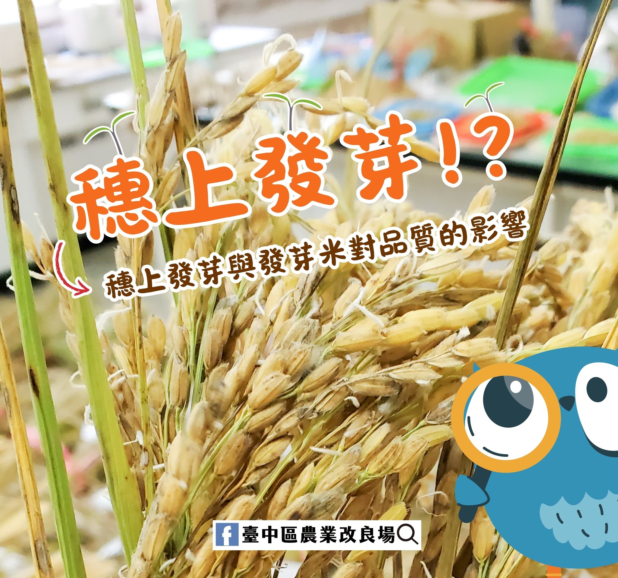 07月22日 穗上發芽與發芽米對品質的影響