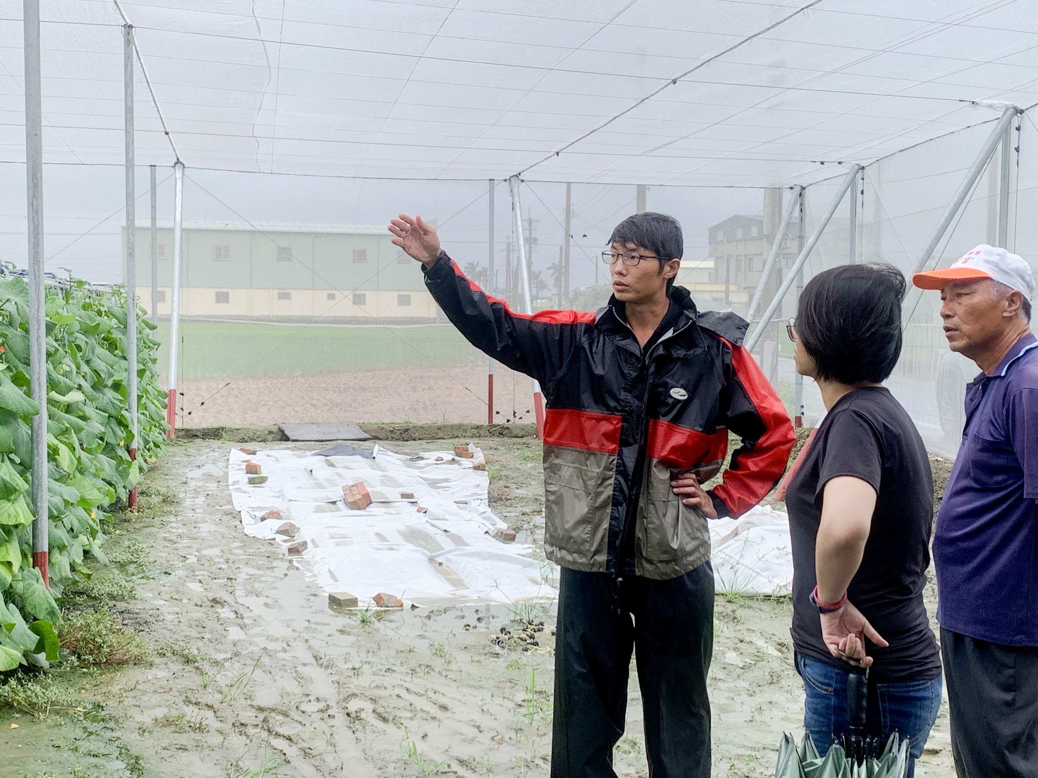福興鄉陳姓農友(左)另於設施種植胡瓜，向李濡夙助理研究員(中)說明於豪雨後遭遇到銀葉粉蝨危害，已建議該農友進行綜合防治。
