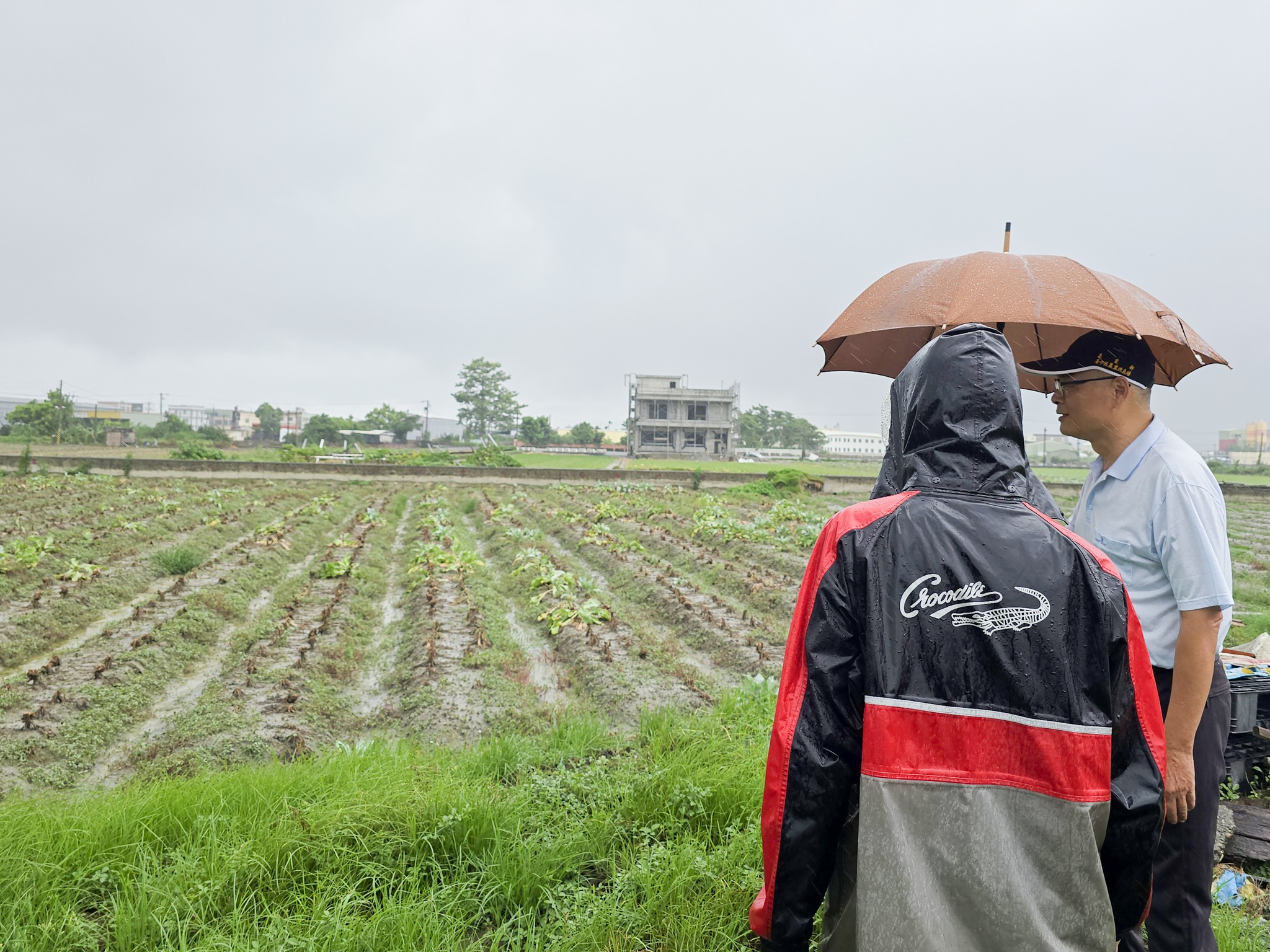 福興鄉種植花椰菜的陳姓農友(左)向楊嘉凌科長(右)說明植株因豪雨受損情形，因現地花椰菜受損嚴重，已建議待天氣晴朗重新整地種植。