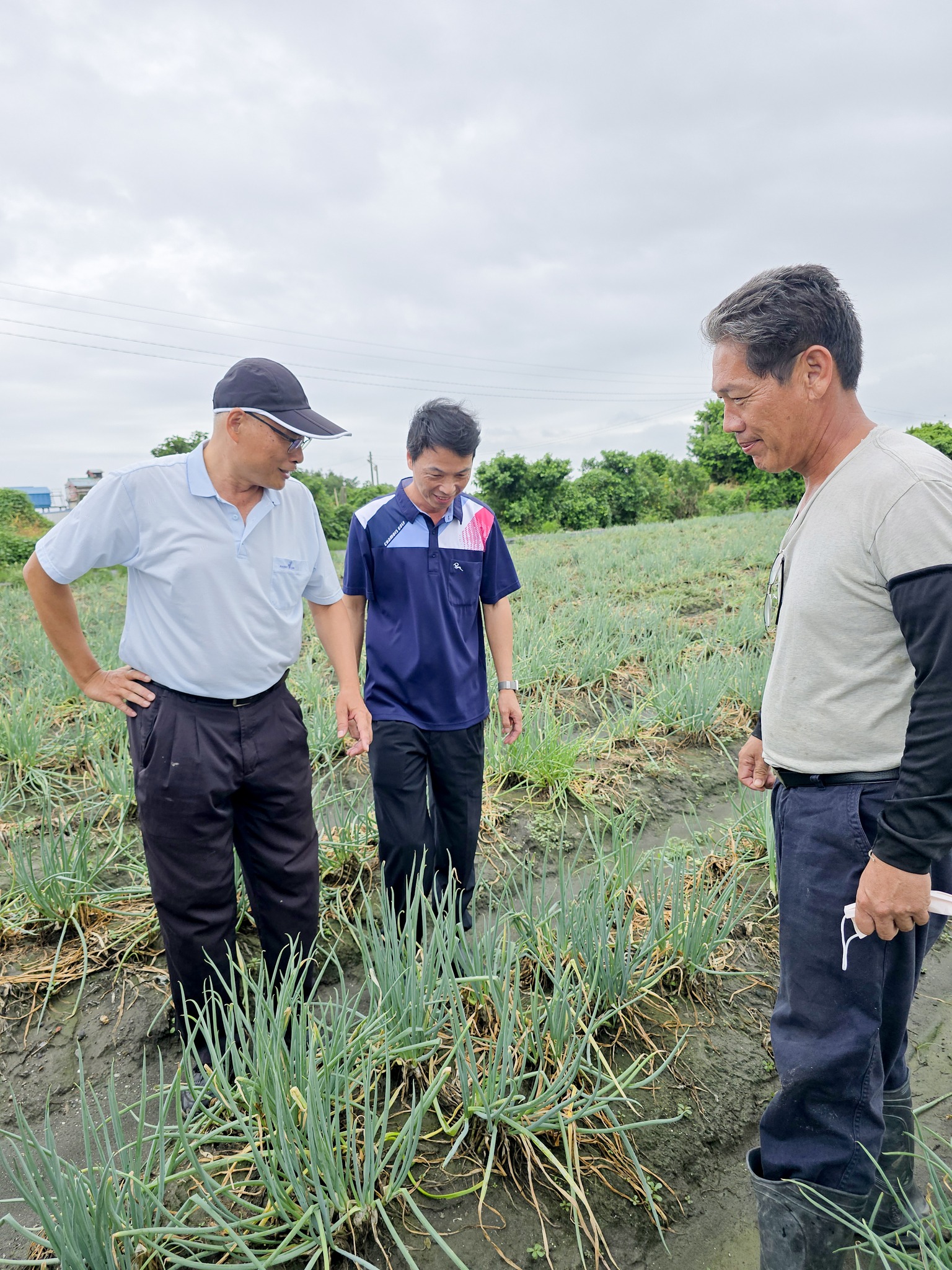 福興鄉種植青蔥的許姓農友(右)向農會林宏偉主任(中)及楊嘉凌科長(左)說明植株因豪雨受損情形，已建議趁天氣晴朗時噴施殺菌劑、盡快清園，避免病蟲害蔓延。