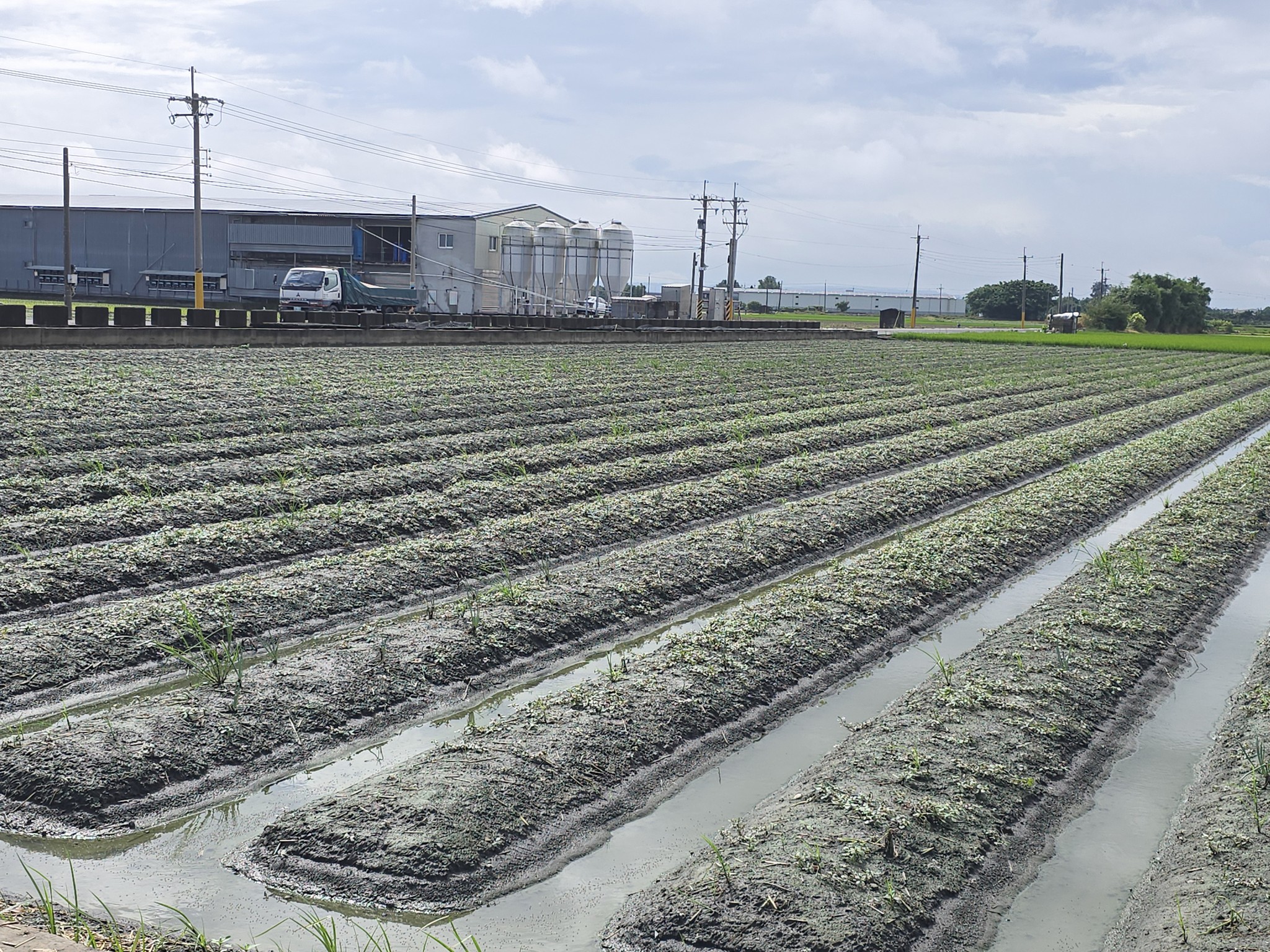 因現地青蔥受損嚴重，已建議重新整地種植，並提醒農友於整地前利用農產業天然災害現地照相APP記錄災損情況。