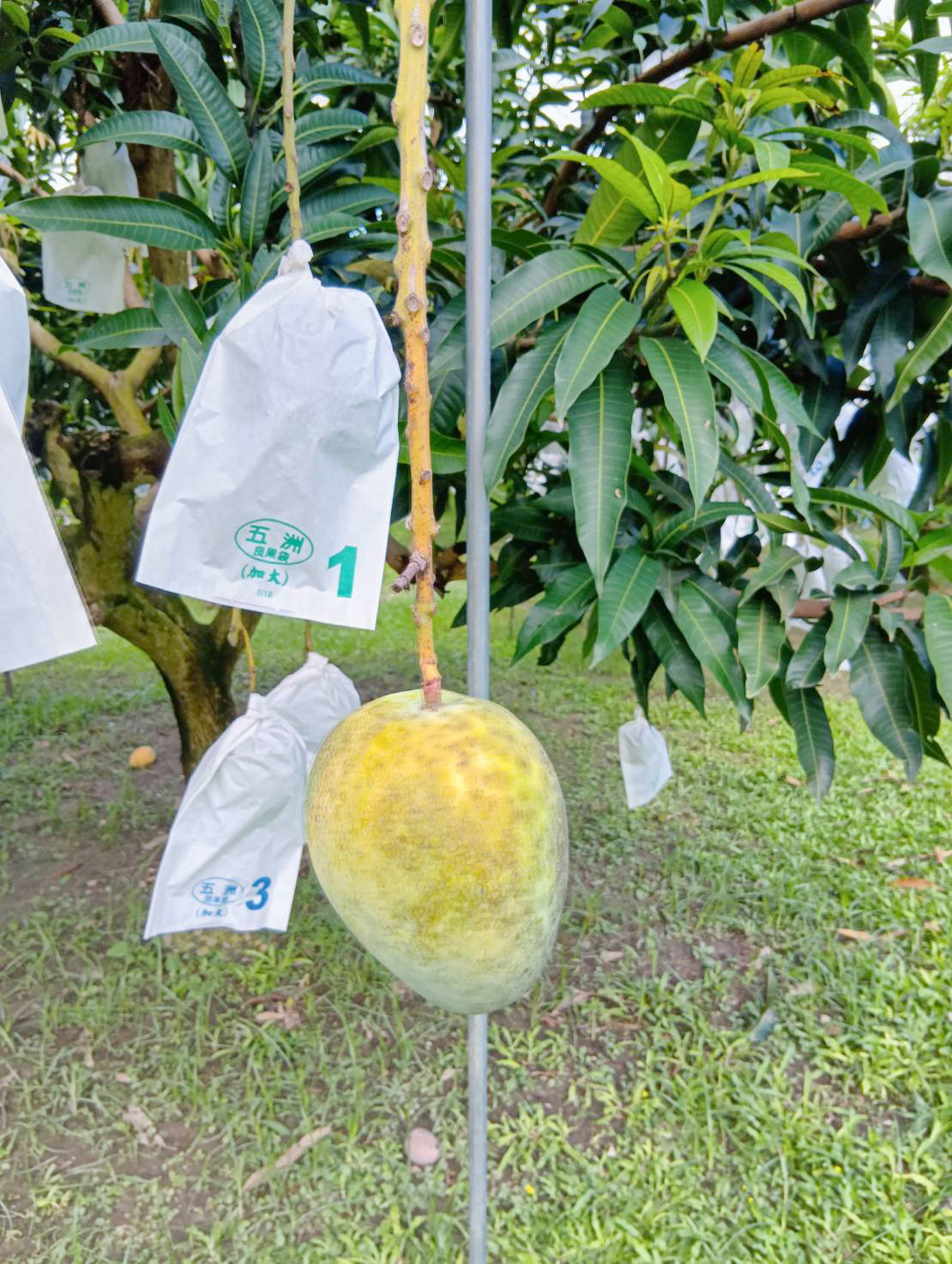 埔心鄉豪雨後芒果轉色不佳，已建議農友導入果乾、冷凍果肉等方式延長保存並提升附加價值。