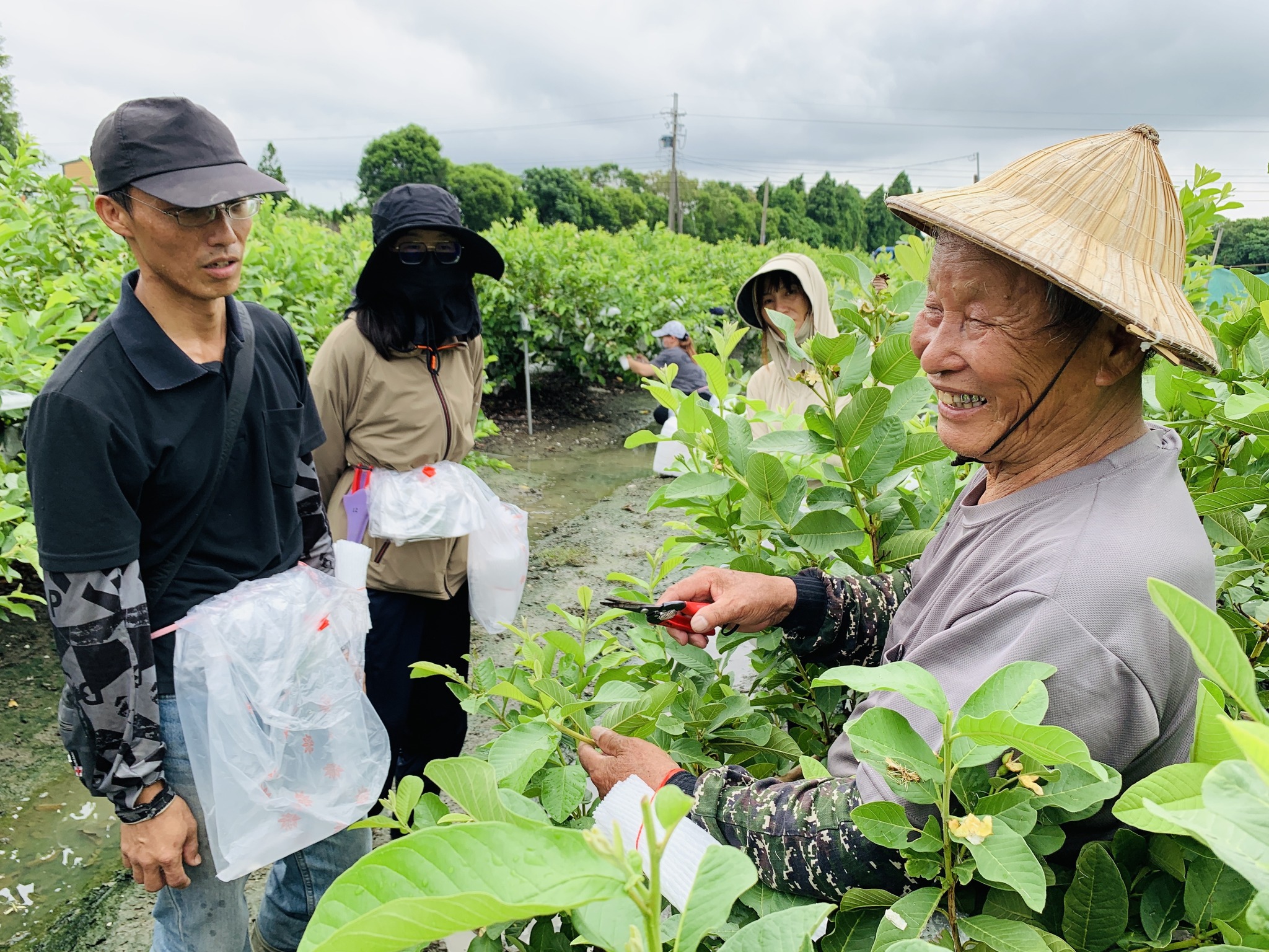 助教示範講解番石榴植株修剪技巧。