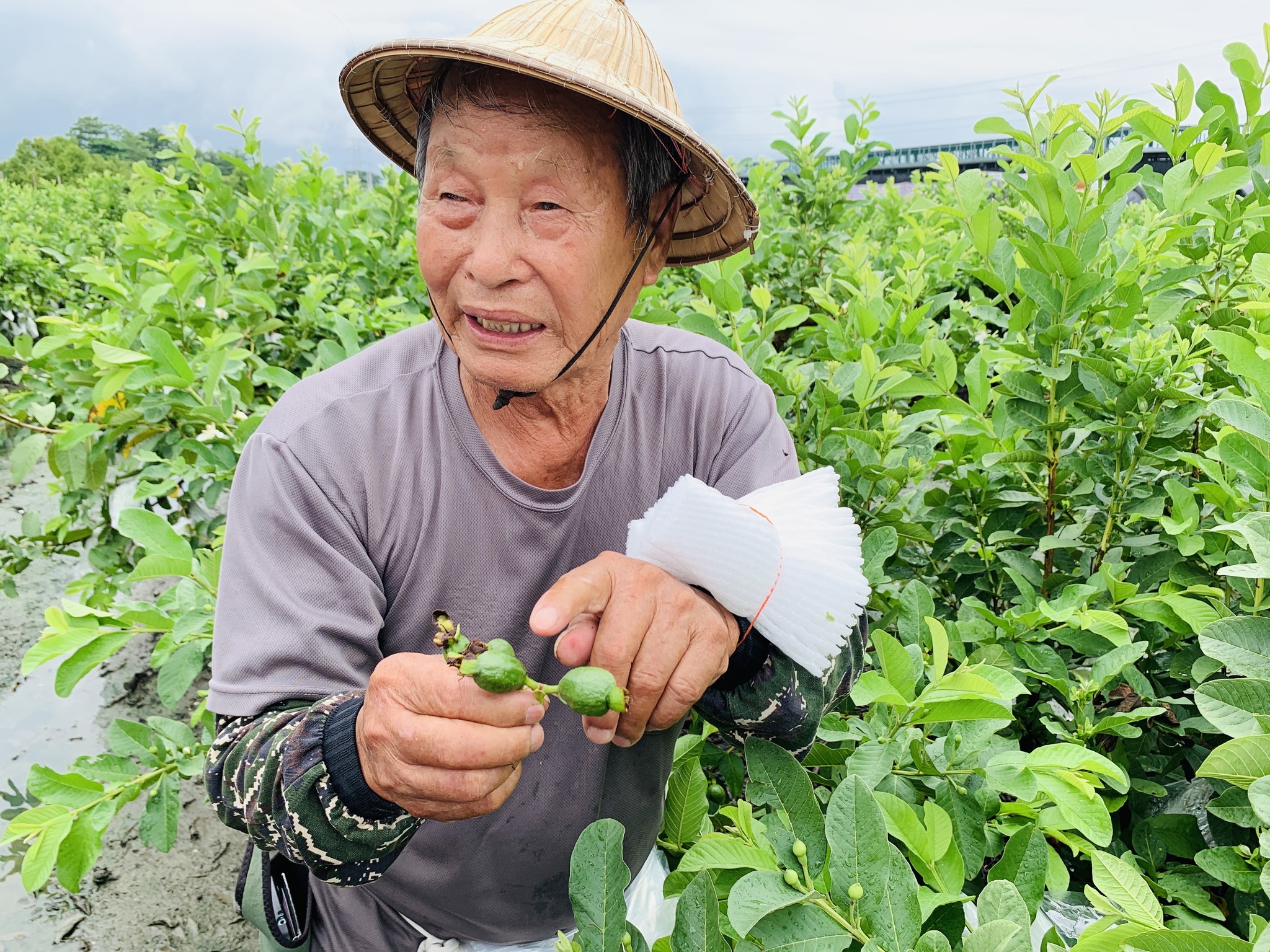 助教示範講解番石榴植株疏果技巧。