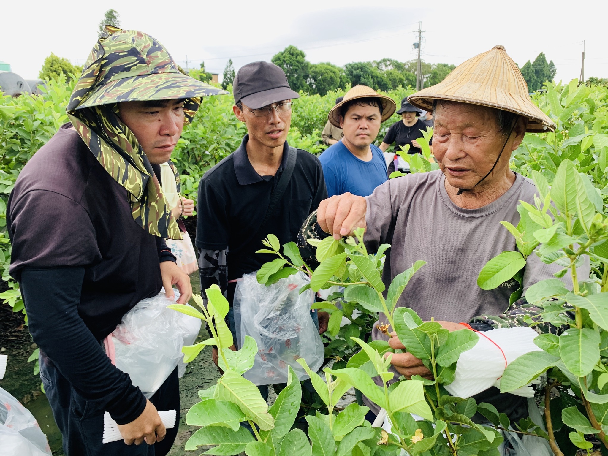 助教示範講解番石榴植株摘心技巧。
