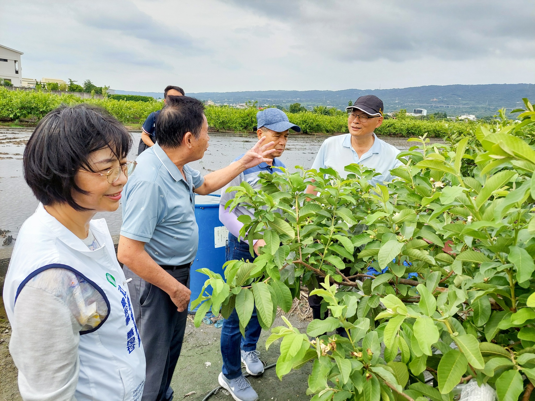 番石榴農友(左2)向社頭鄉蕭浚二鄉長(右2)社頭鄉農會蕭良珍總幹事(左1)及本場楊嘉凌科長(右1)反映番石榴受損情形。