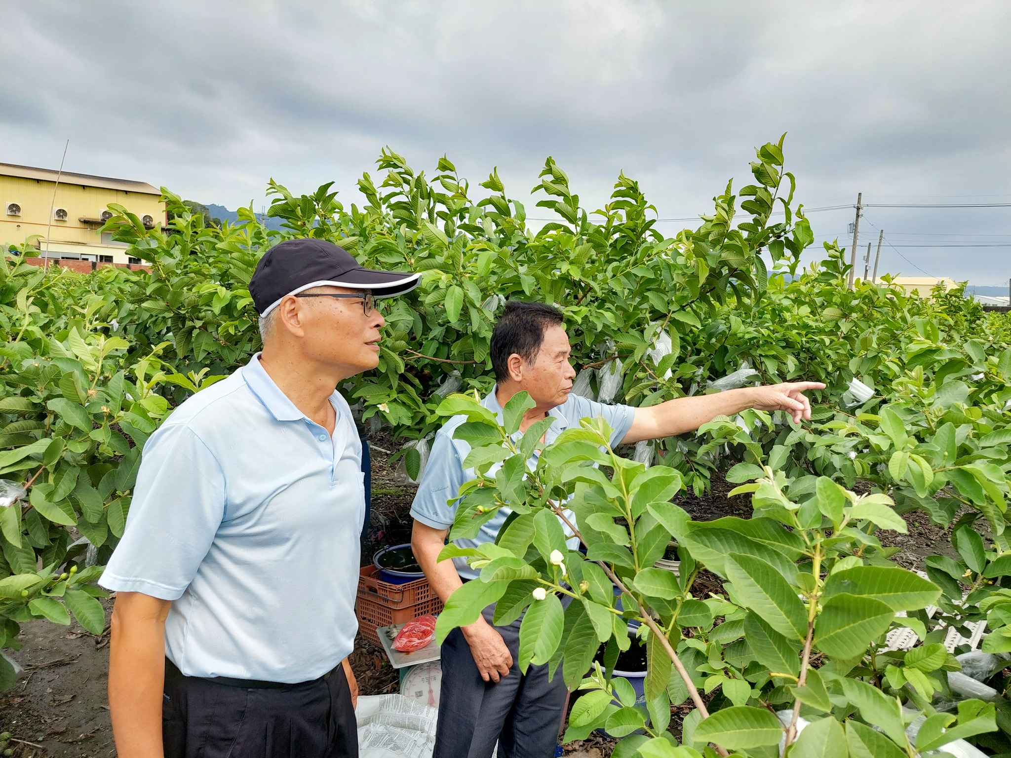 番石榴農友(右)向本場楊嘉凌科長(左)反映番石榴受損情形。