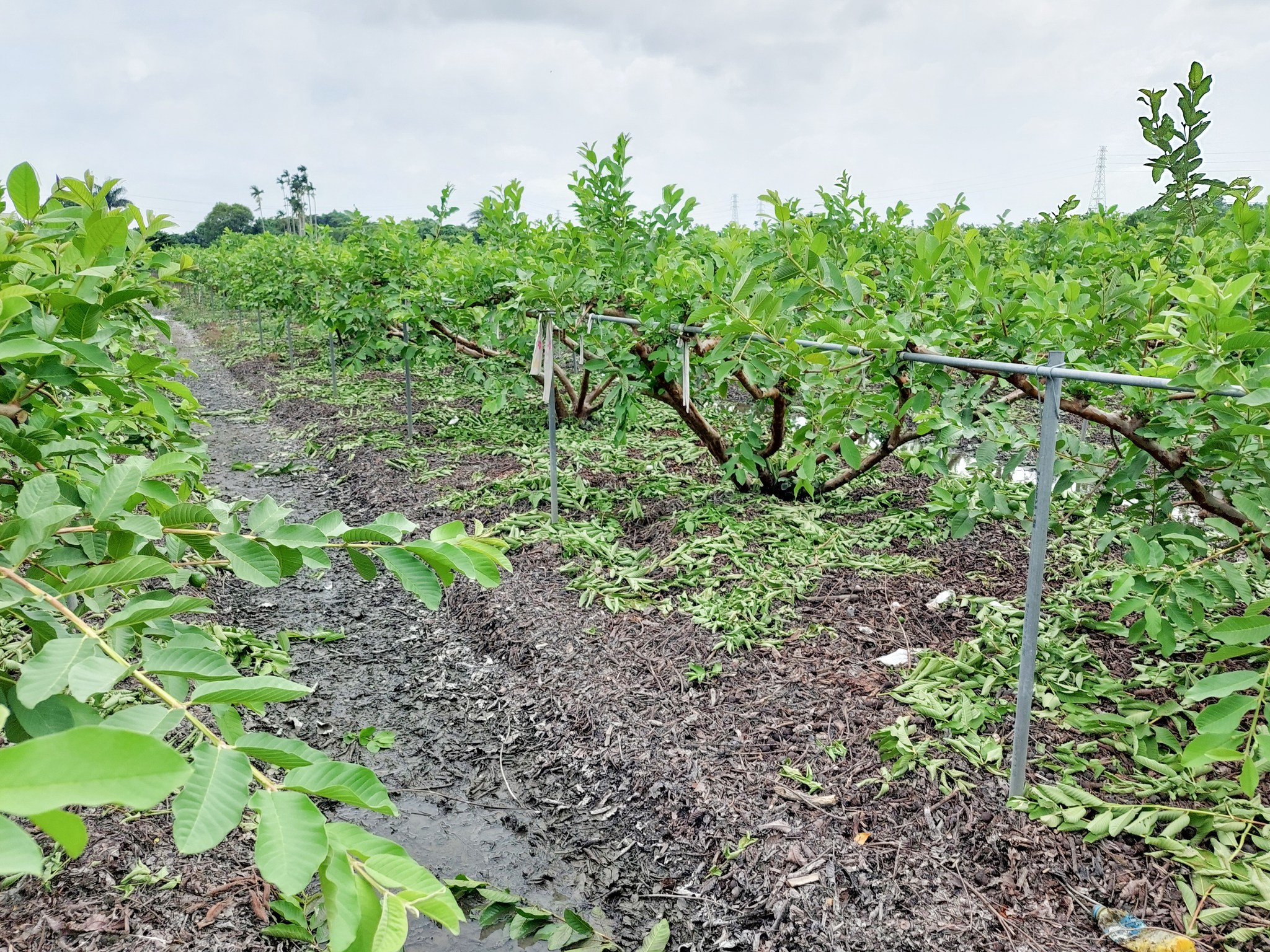 本場提醒番石榴災後果園盡速排水，減少植株浸水阻礙生長甚至造成死亡。