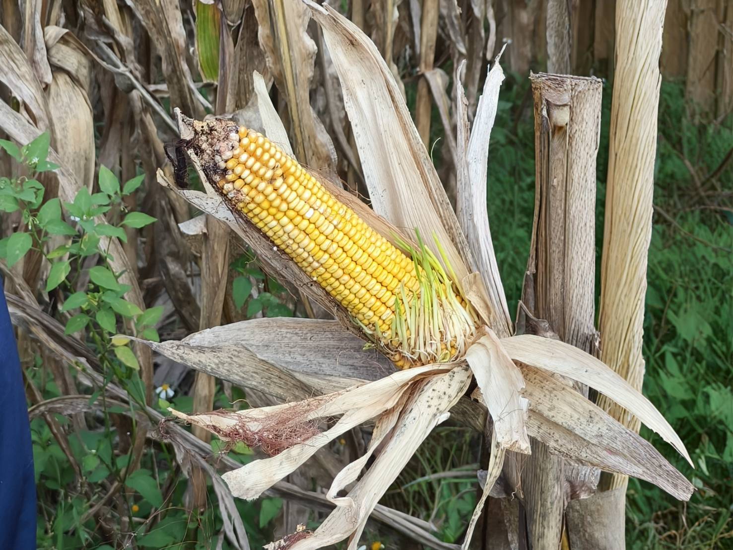 硬質玉米因苞葉積水導致穗上發芽。