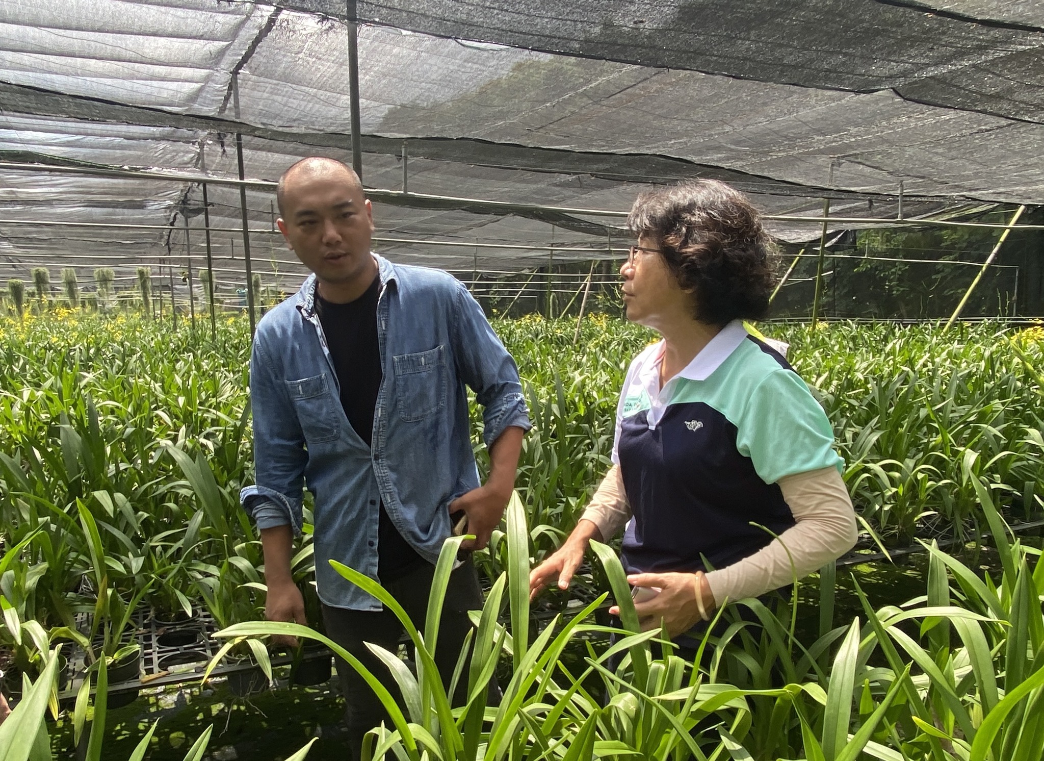 后里農民向楊宏瑛場長反應文心蘭受損情況。