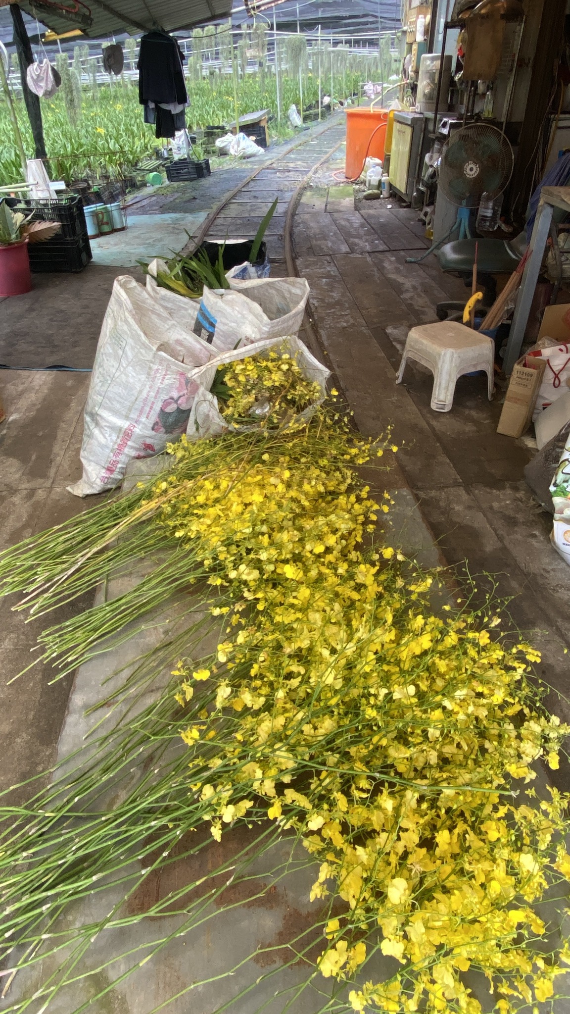 文心蘭受損造成消蕾腐敗情形。