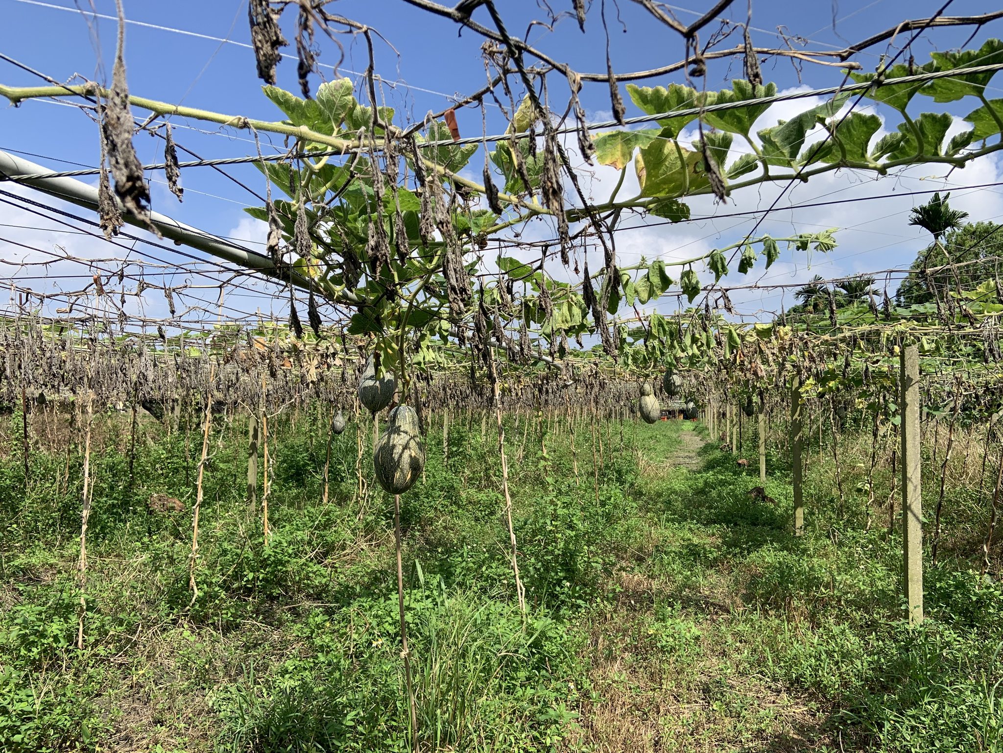 淹水造成南瓜生產田區植株根系受損、授粉不良及落果情形發生。