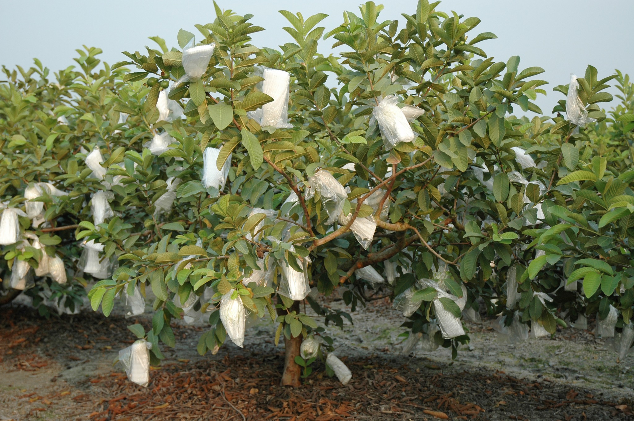 08月11日 輕度颱風「楊柳」即將來襲 籲請農友提前做好防颱準備工作！