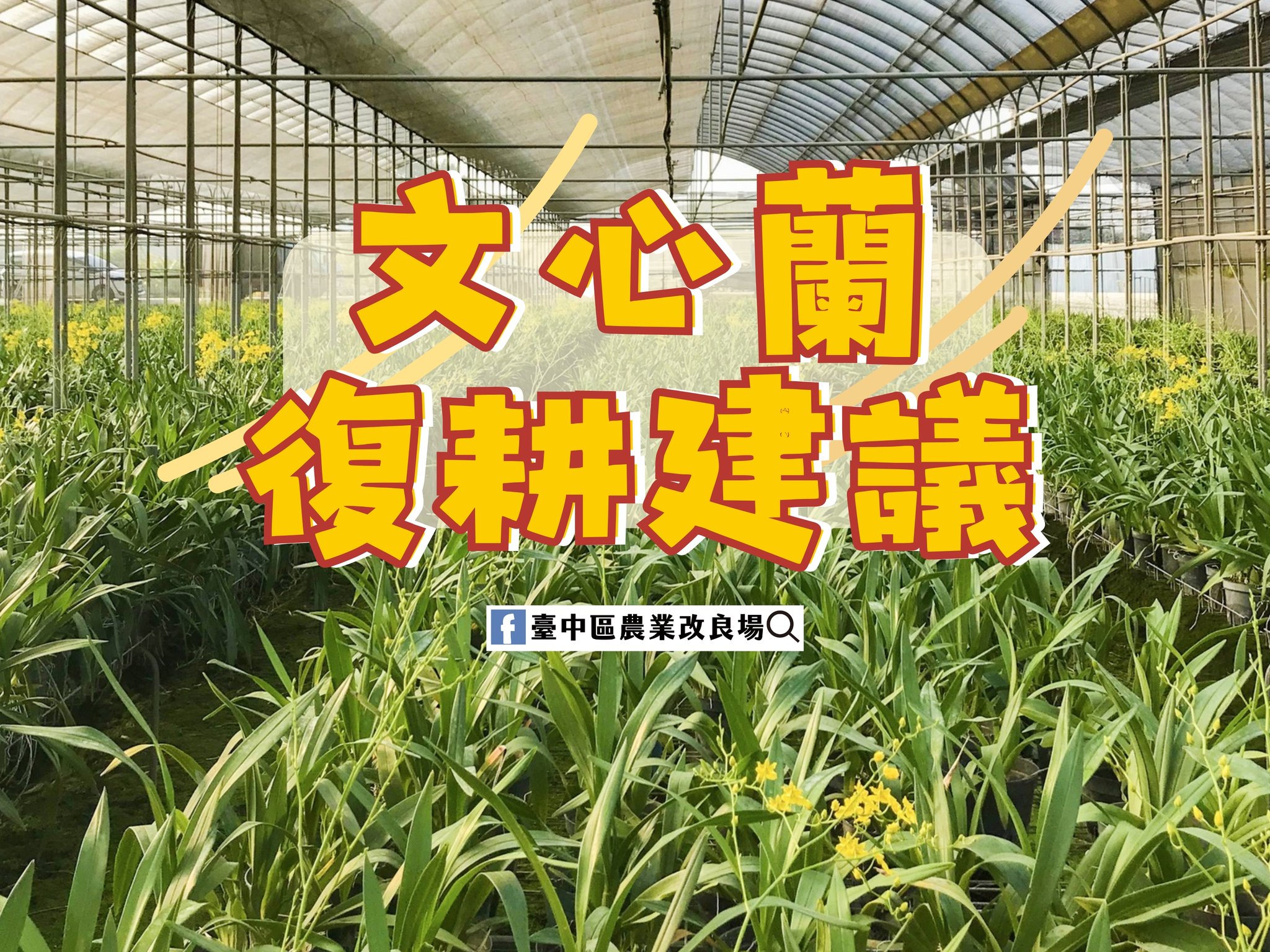 08月12日 文心蘭復耕建議－臺中場提供文心蘭相關復耕建議 供農民朋友們栽培參考