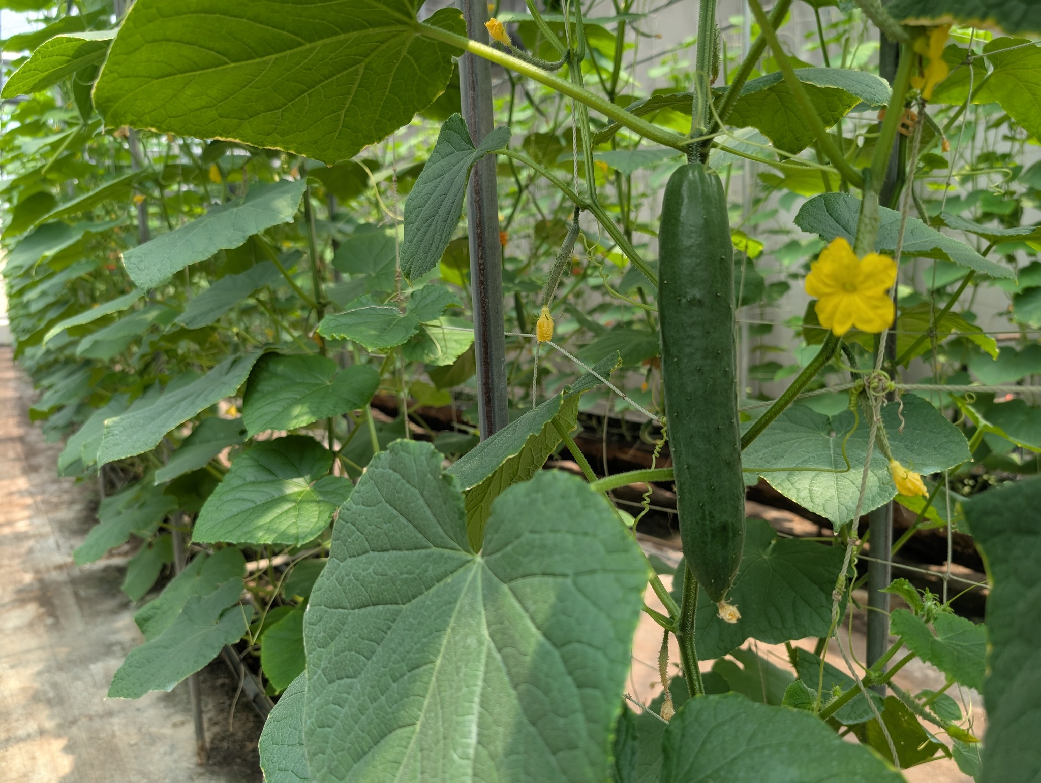 立法院經濟委員考察農業建設-5