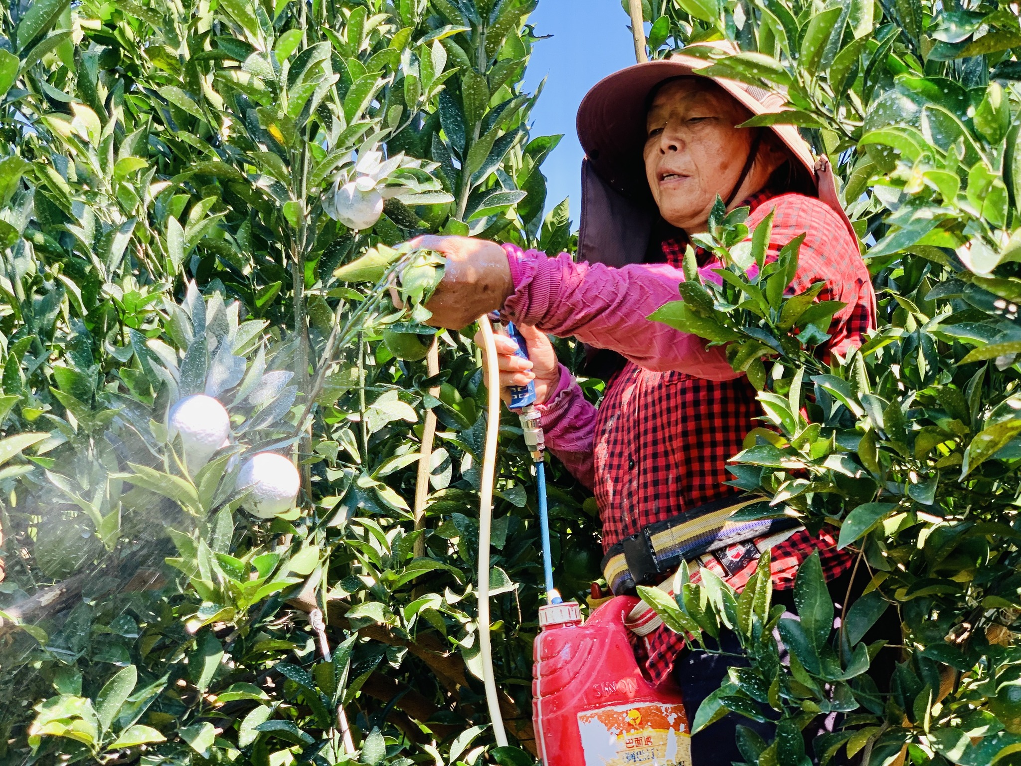 助教示範柑橘果實進行碳酸鈣噴施技巧。