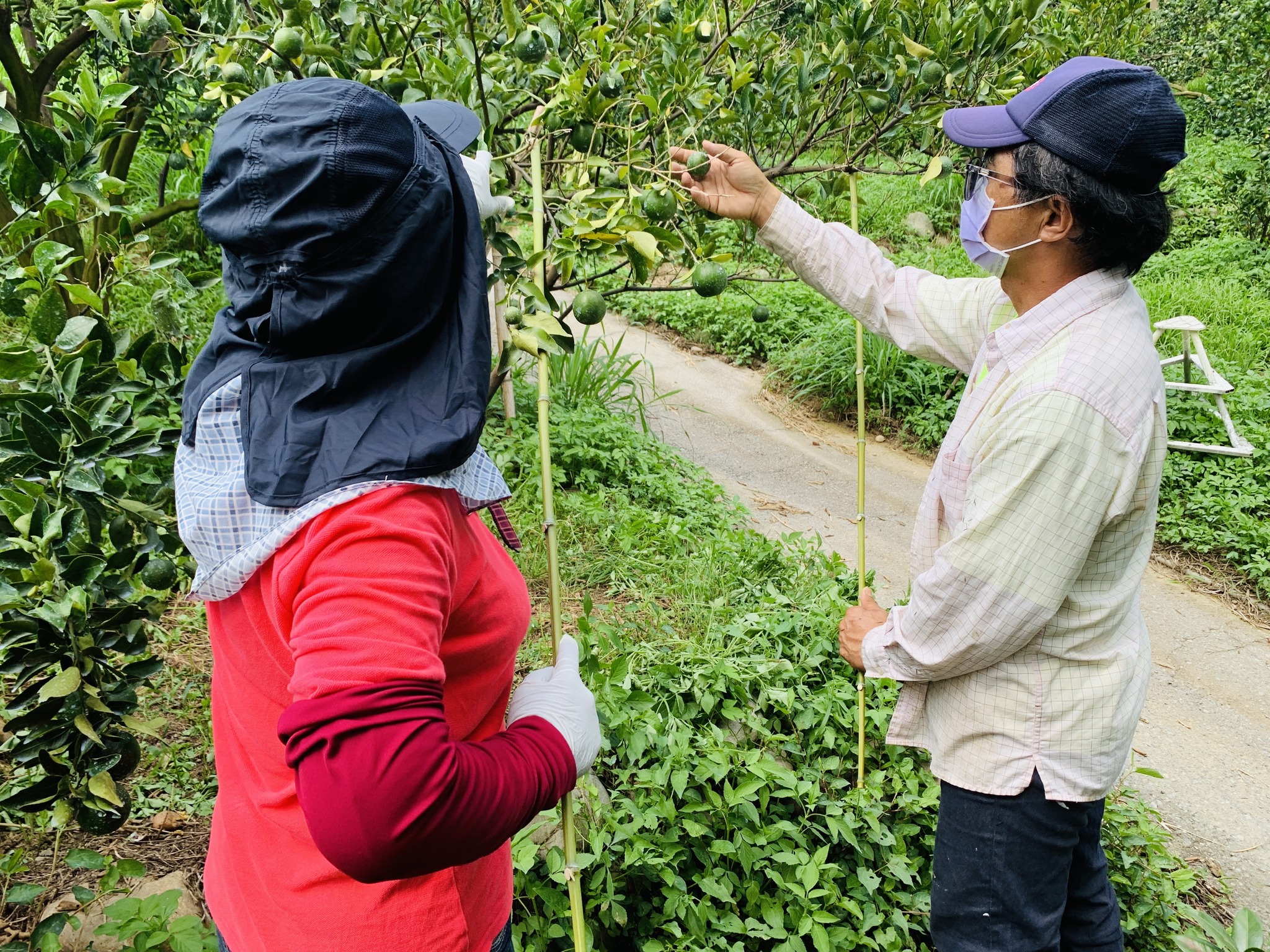 助教示範柑橘疏果技巧。