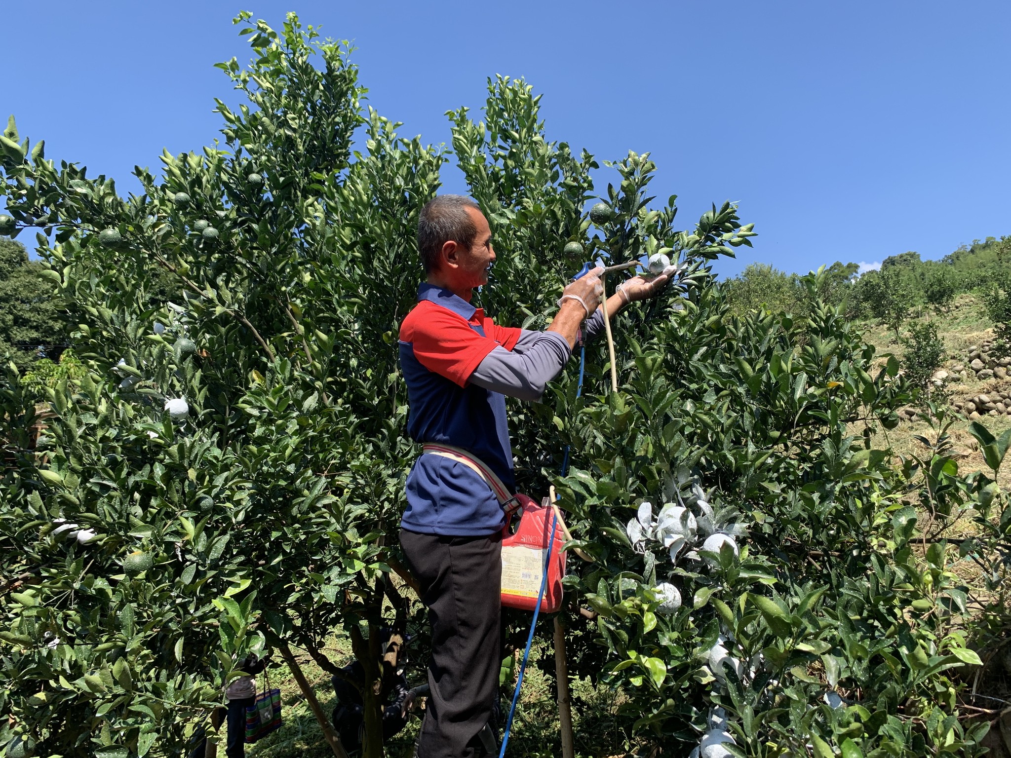 學員實作柑橘果實碳酸鈣噴施作業。