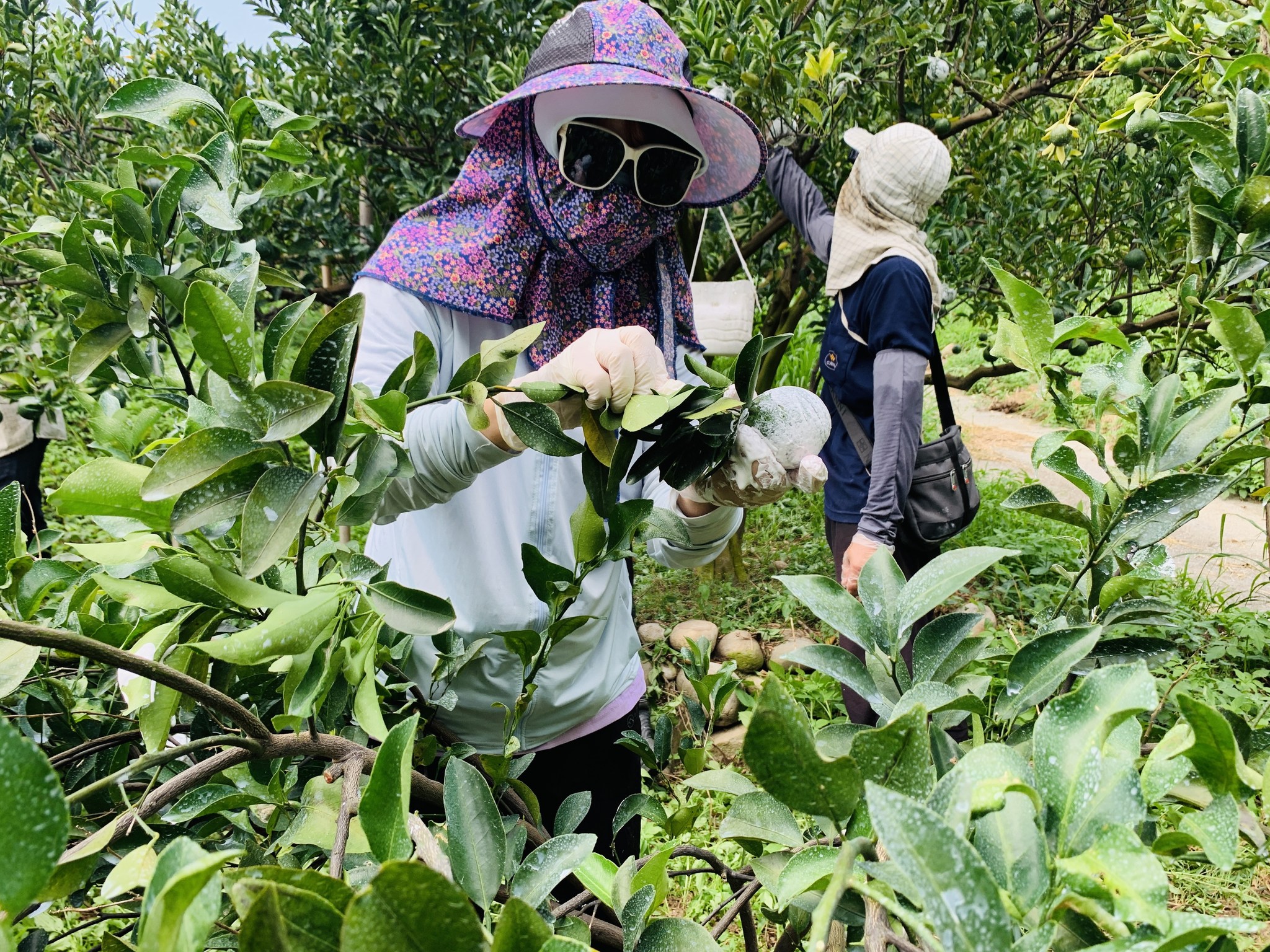 學員實作柑橘果實碳酸鈣塗抹作業。