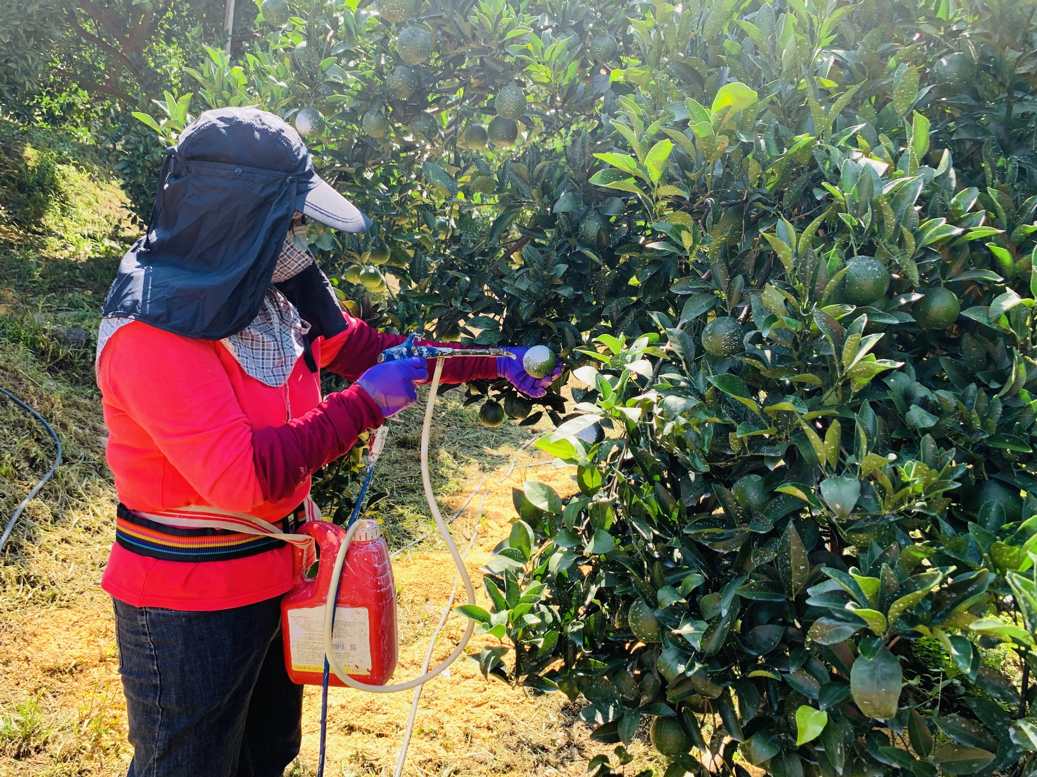 學員實作柑橘果實碳酸鈣噴施作業。