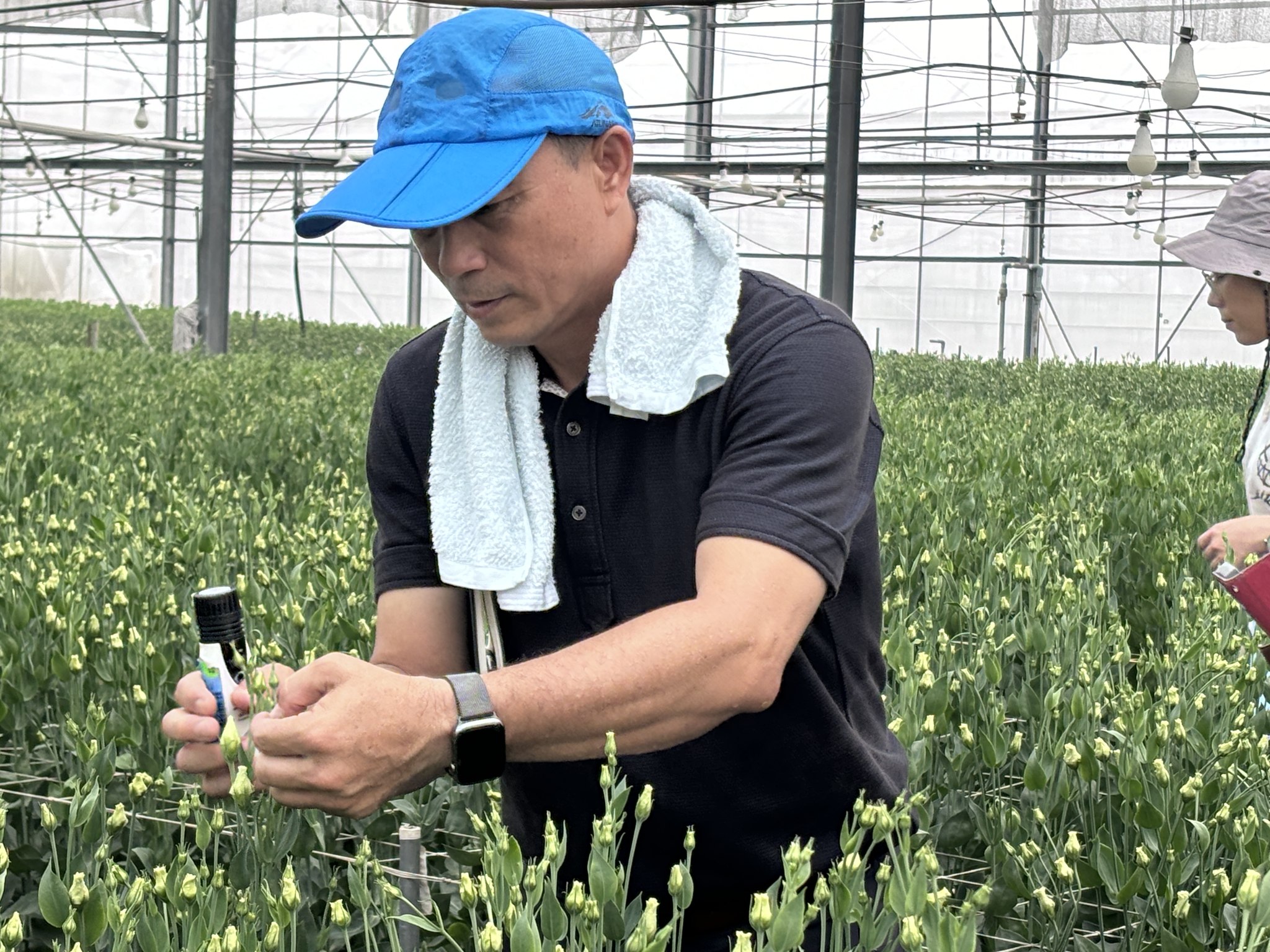 綠藝園藝陳建興農場主說明水耕洋桔梗生產方式。