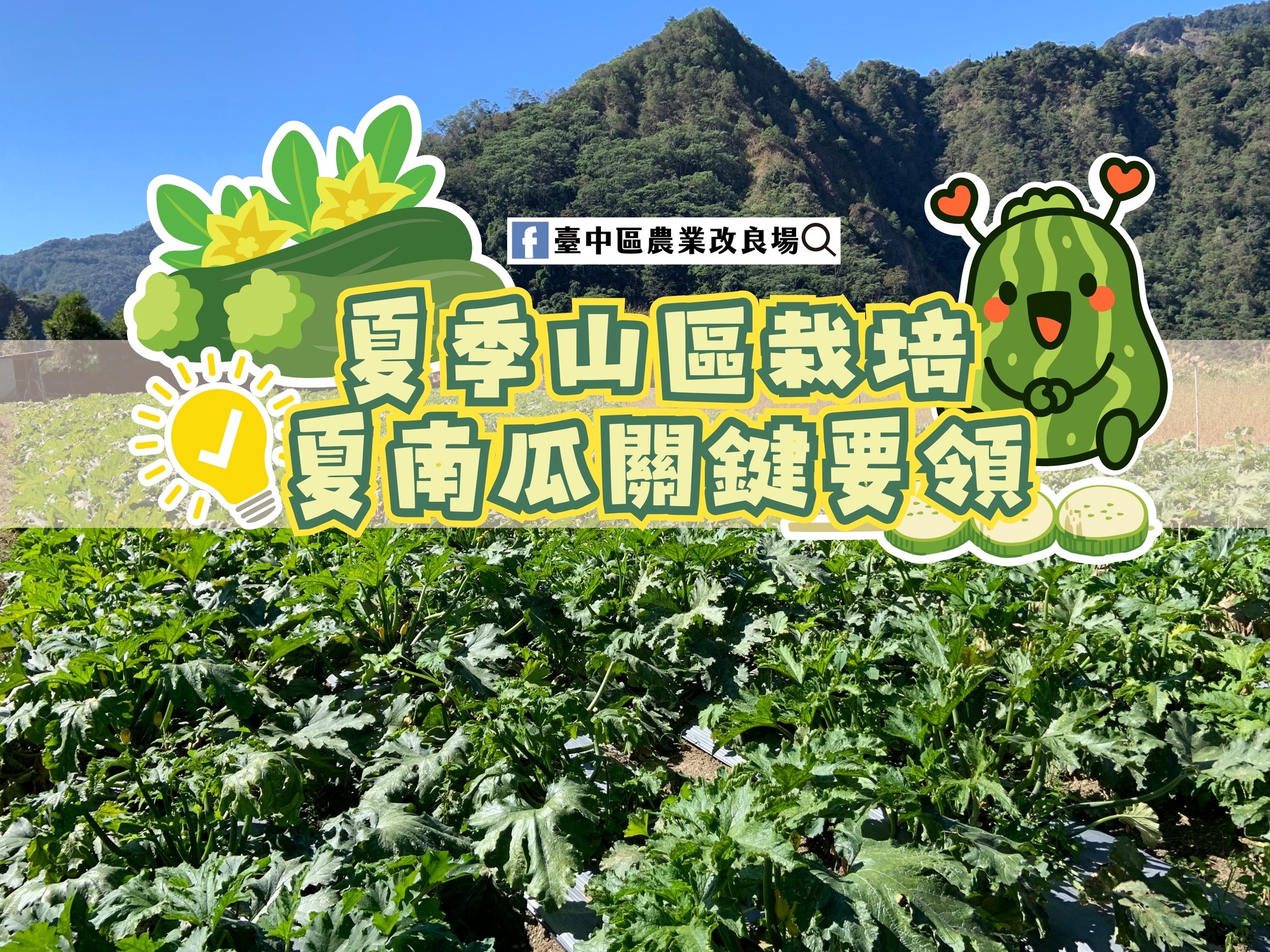 09月02日 夏季山區栽培夏南瓜關鍵要領