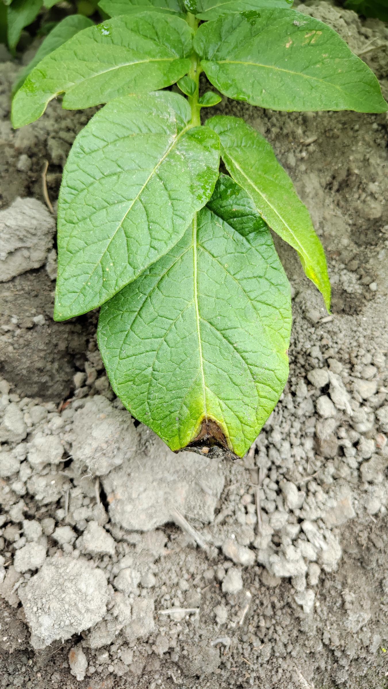 馬鈴薯葉片受晚疫病菌感染初期，病斑呈現水浸狀褐色斑，且周圍有明顯黃暈。-1